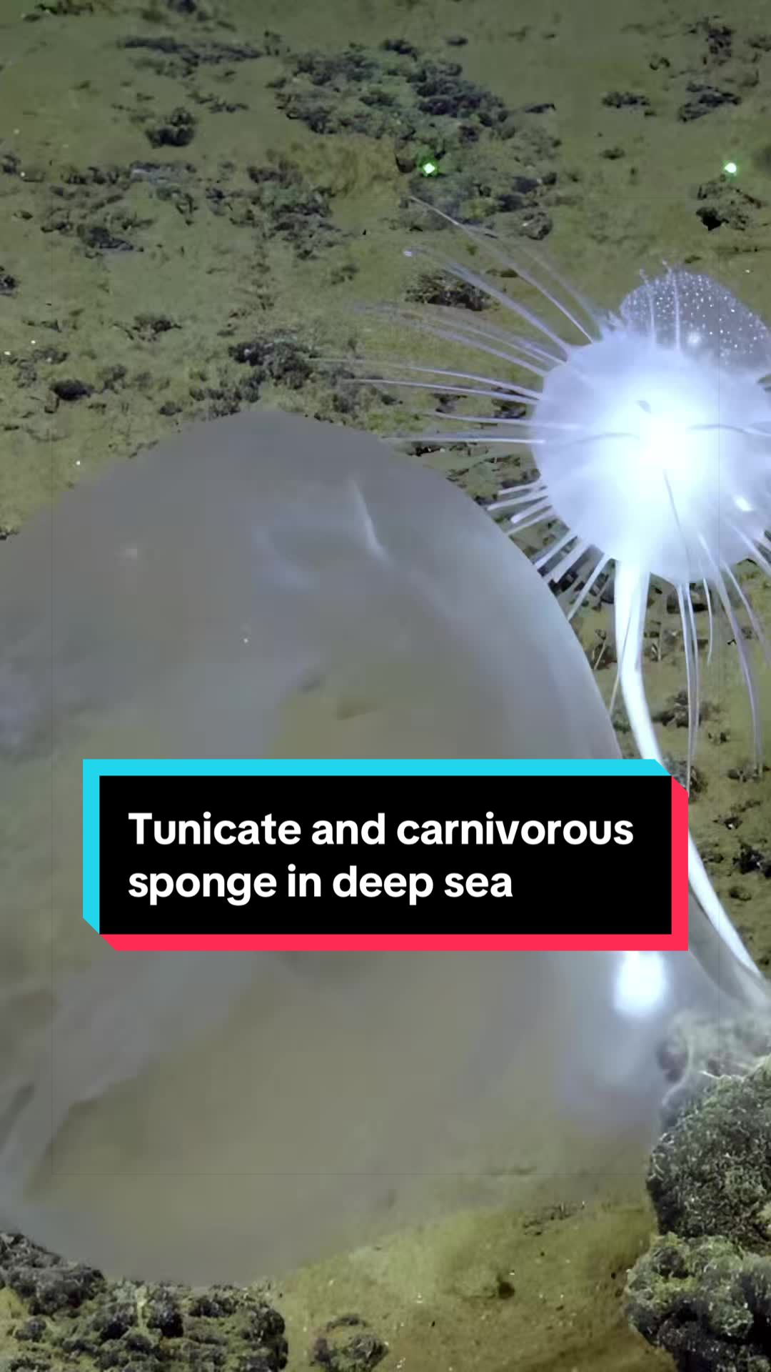 @Ocean Exploration Trust