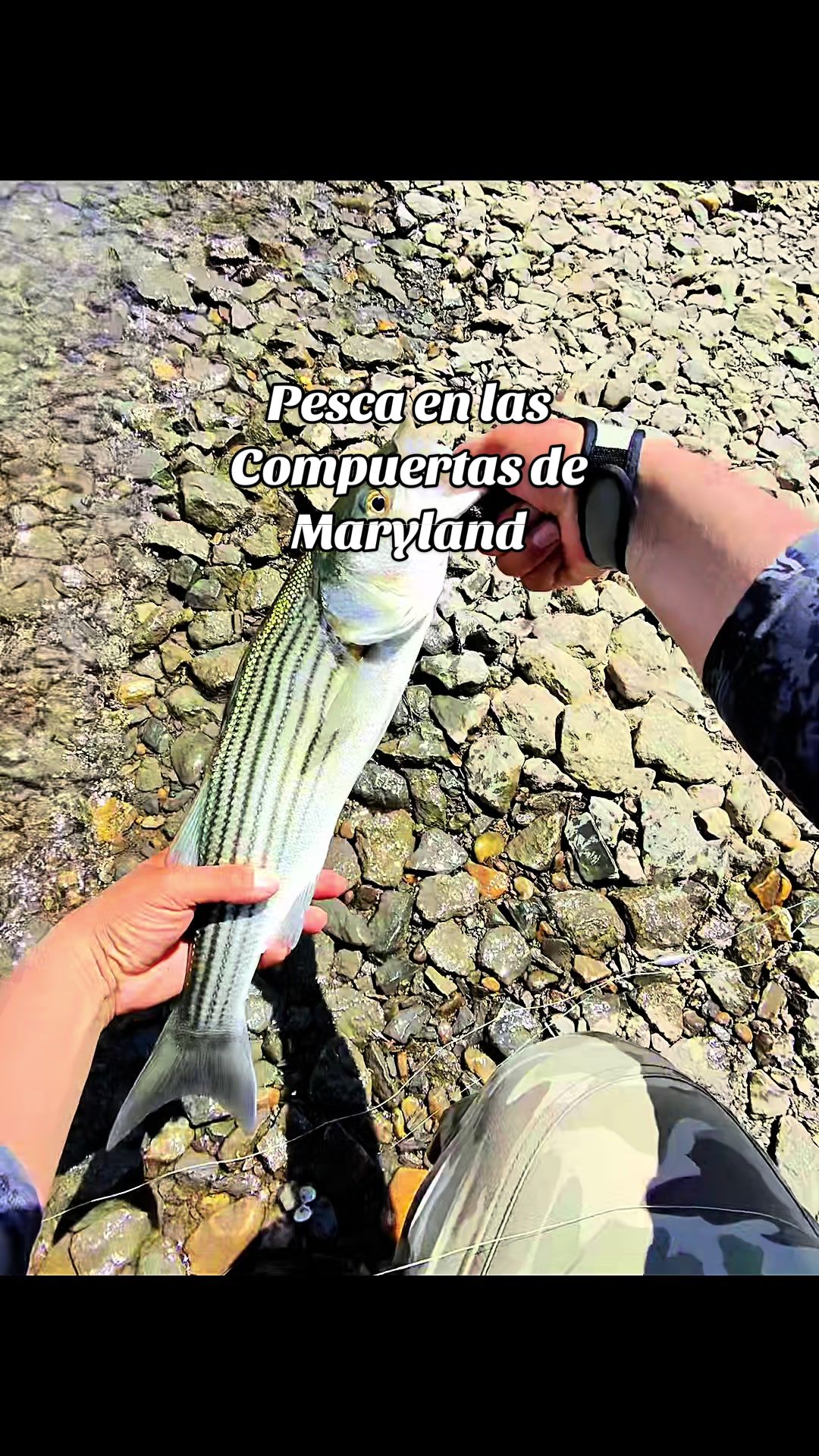 @Pescador🎣🦈