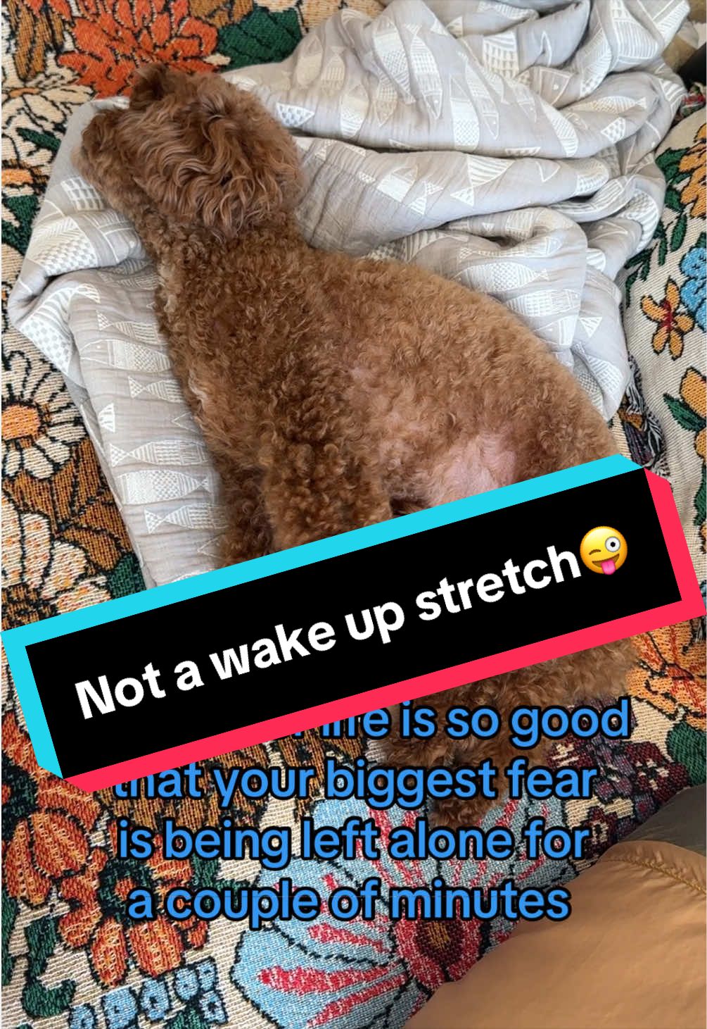 @Gizmo🧸