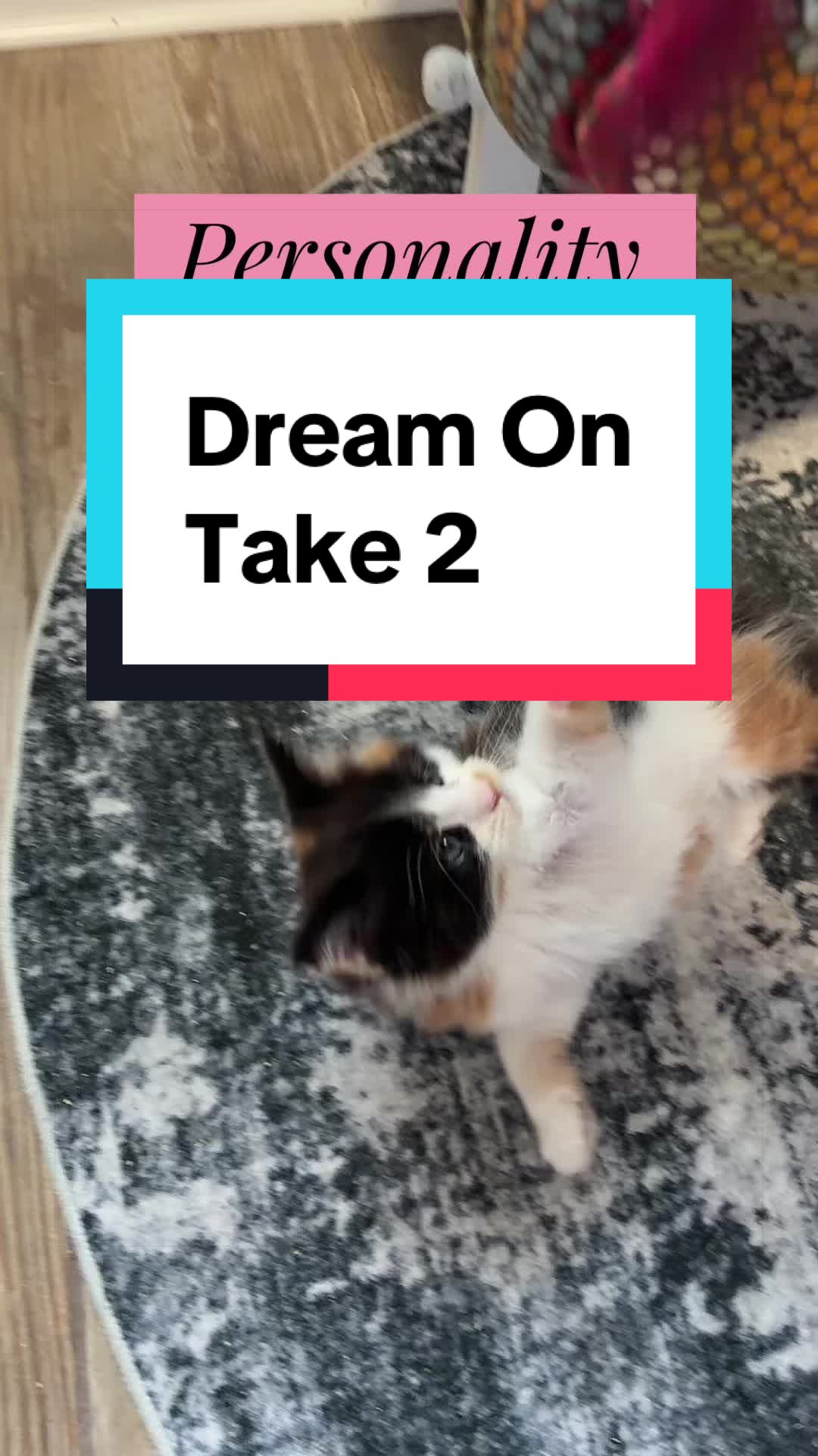 @Sassy Koonz Luxury MaineCoons