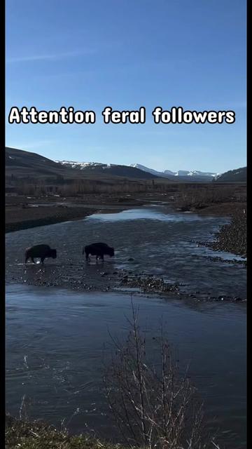 @Yellowstone National Park