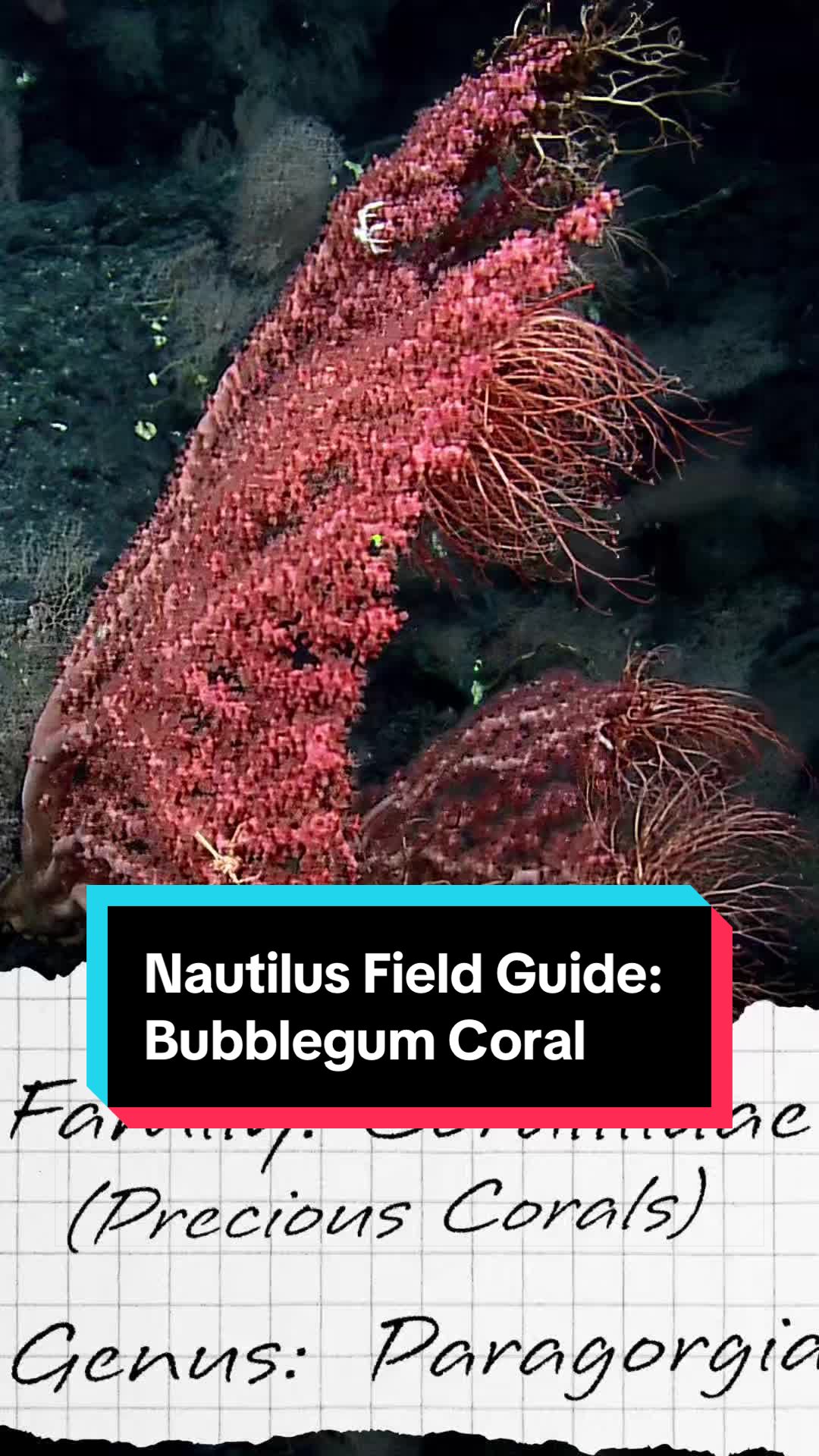 @Ocean Exploration Trust