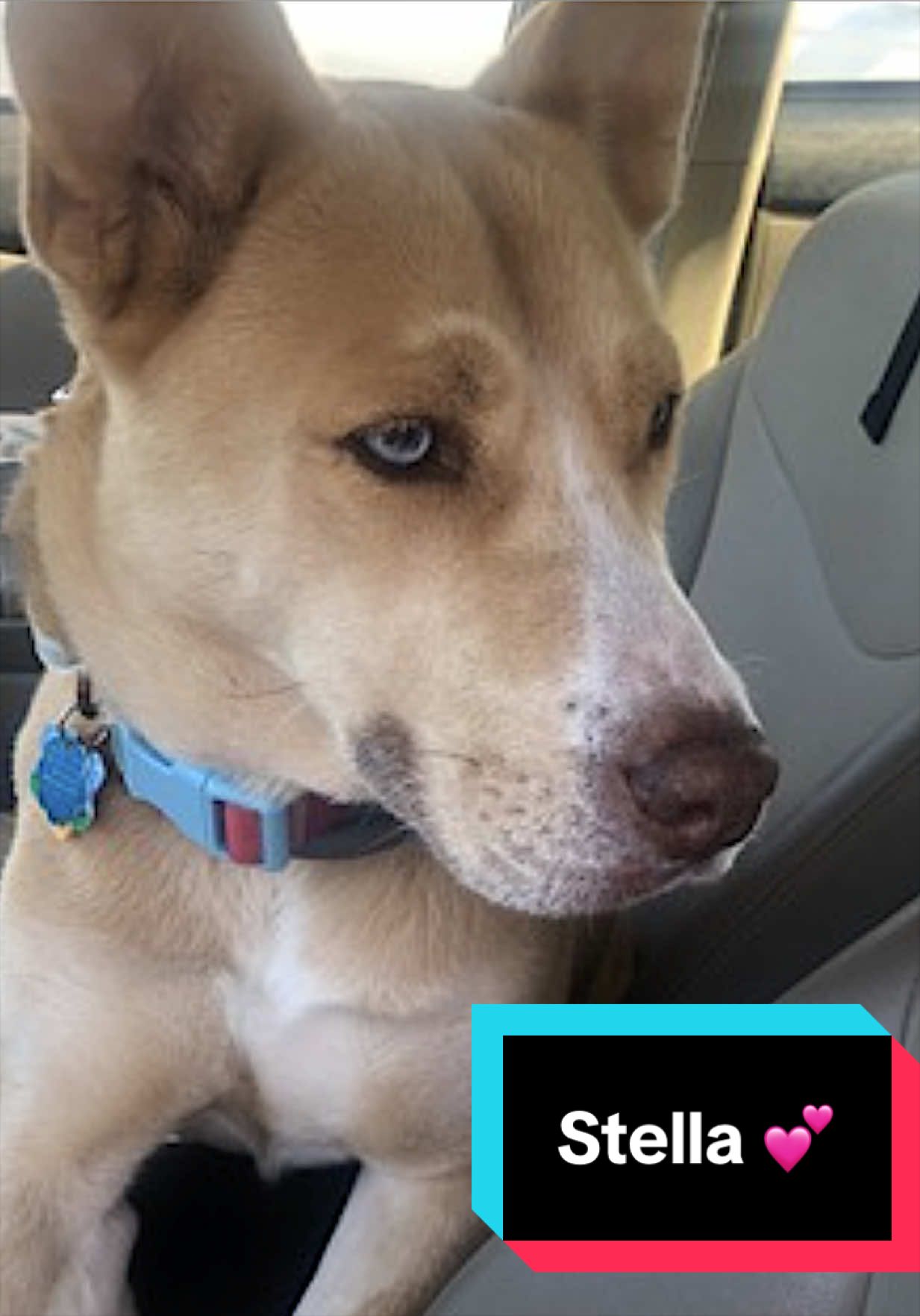 @Joyful Pets