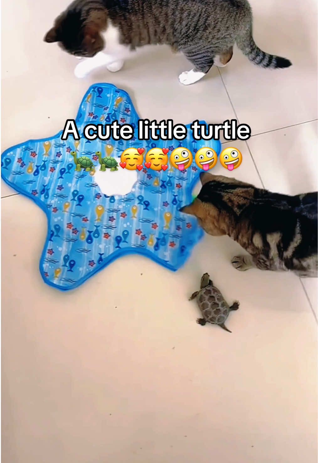 @Mr. Turtle
