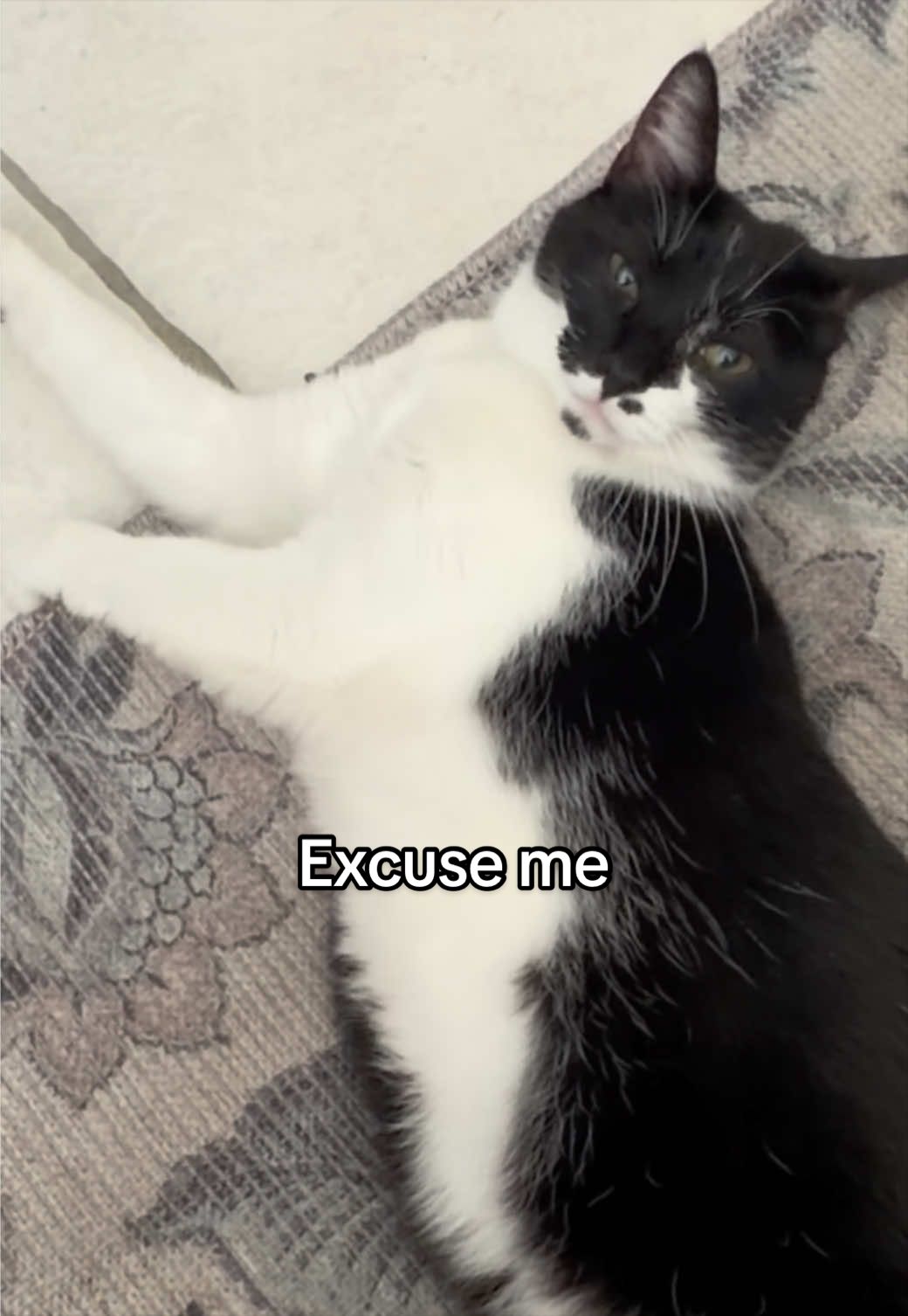 @KittKat❌🐾