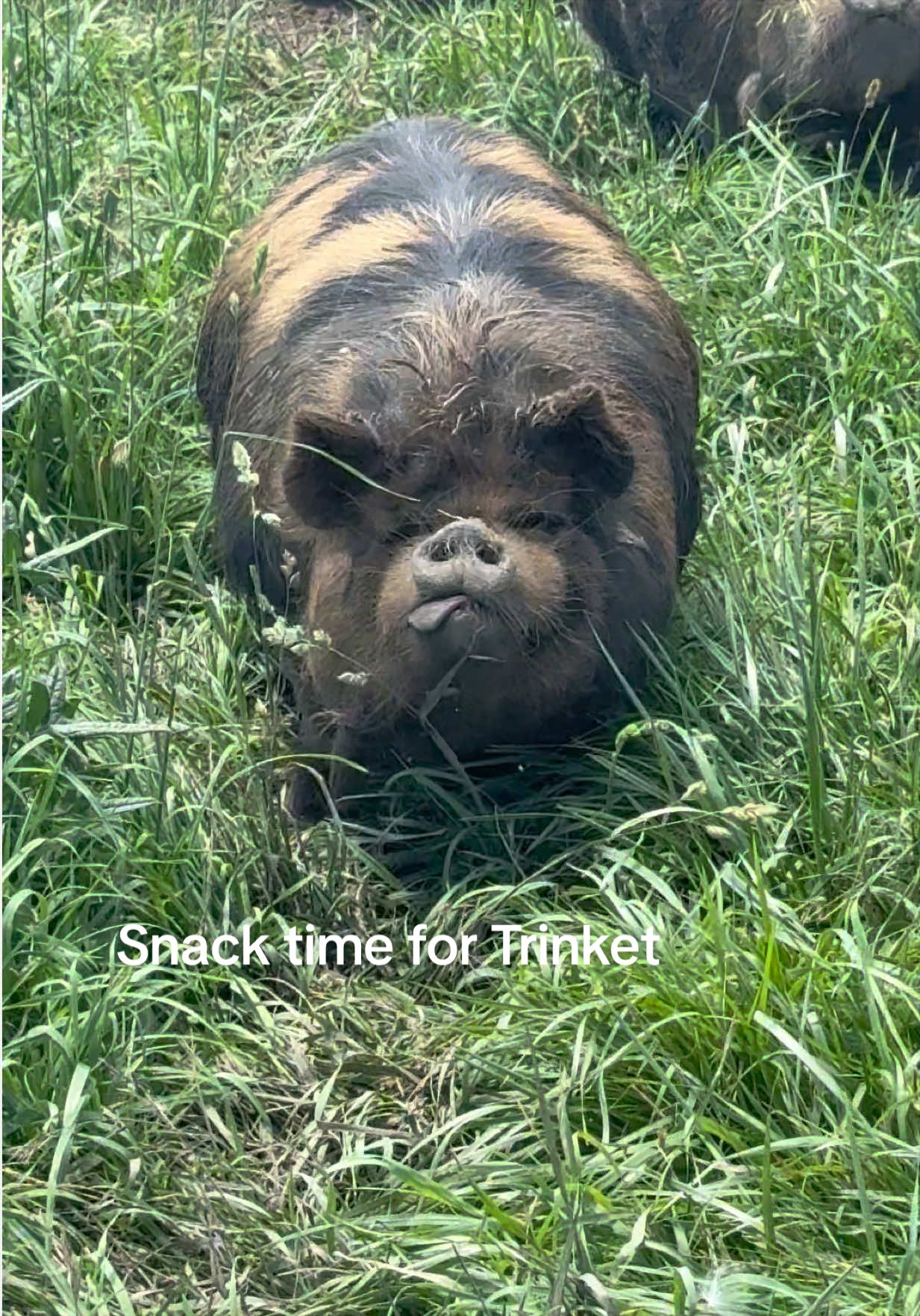 @prairiepiglets