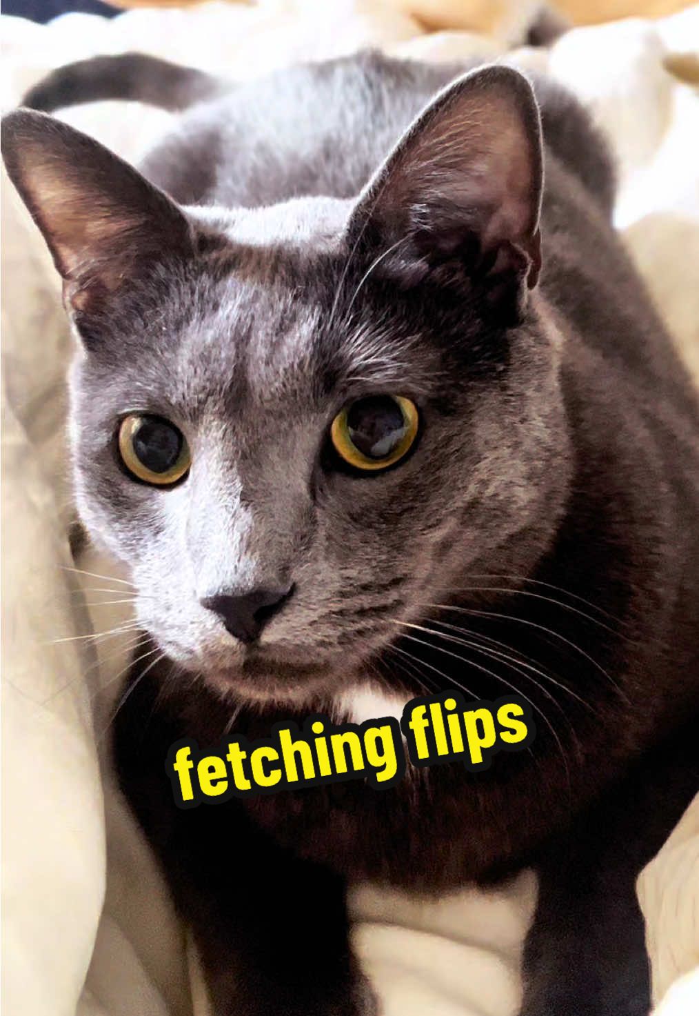 @NermalTCat
