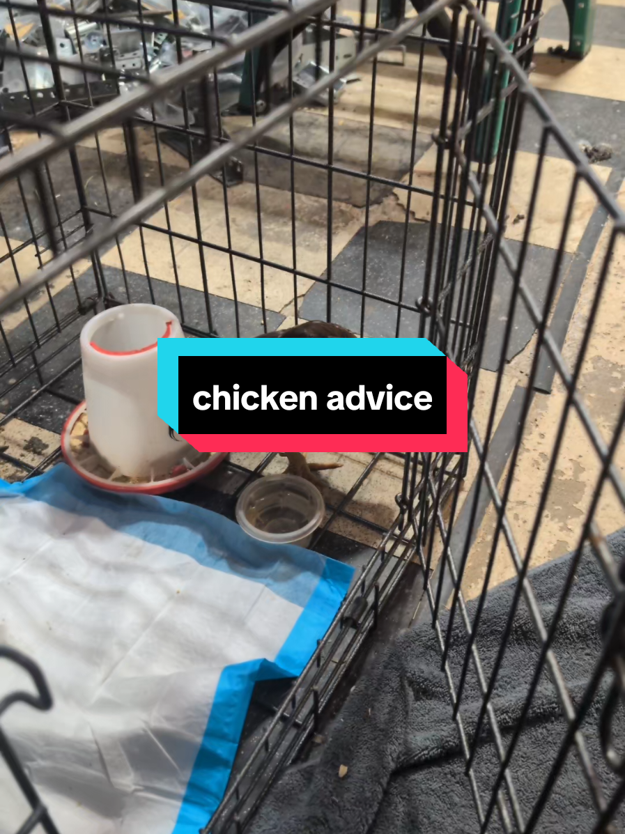 @Chickens & Bullies