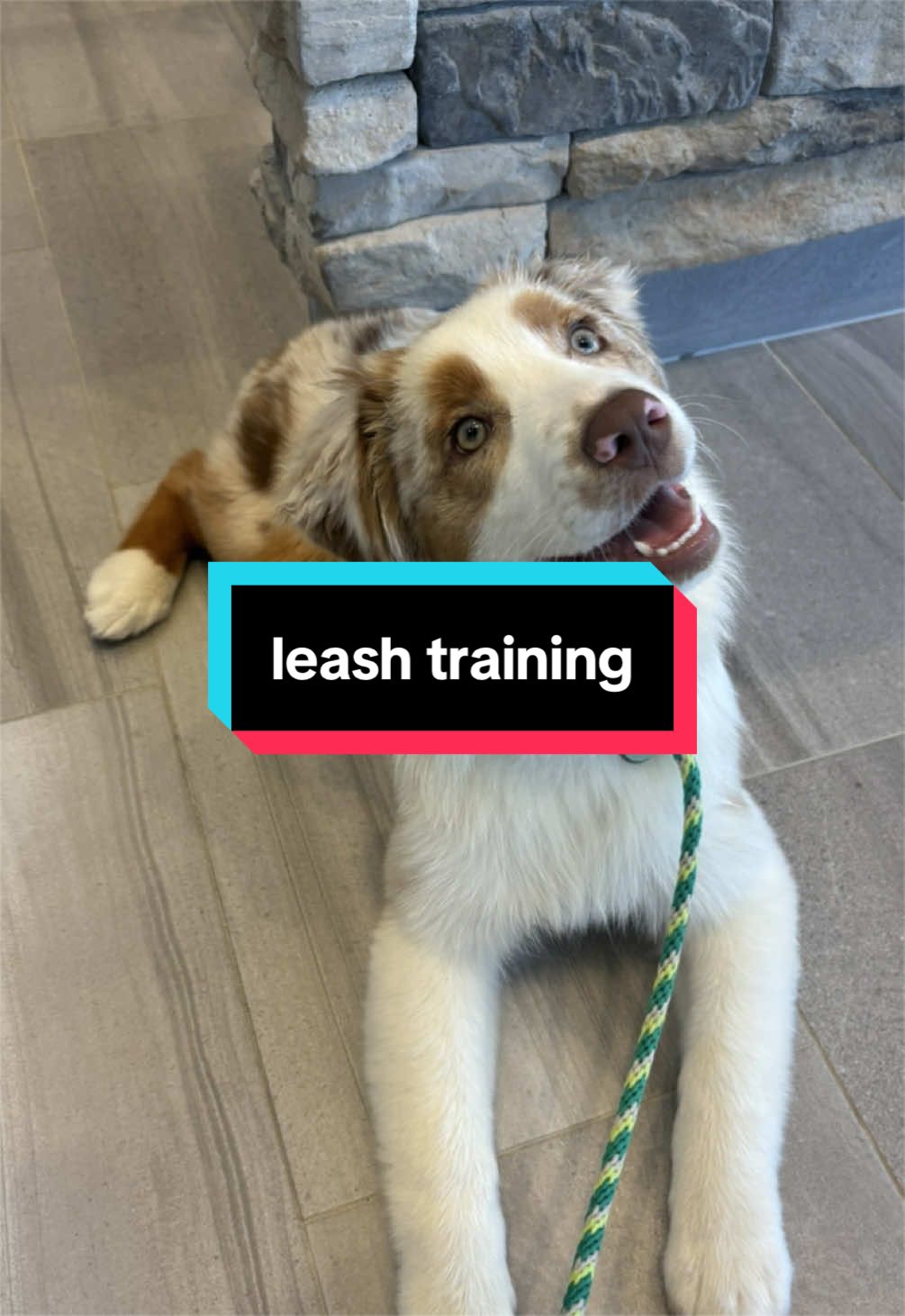 @Beck | Kentucky Dog Trainer