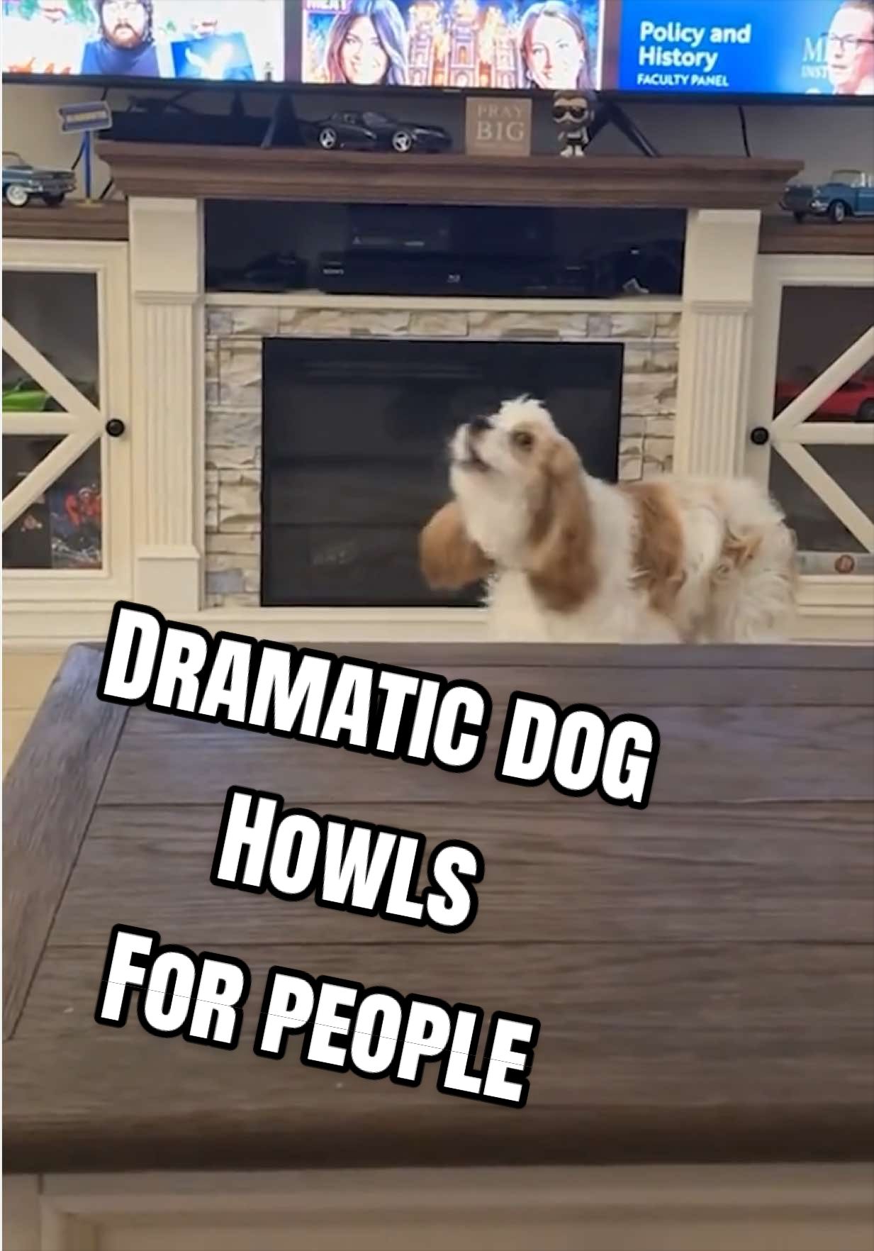 @The Pet Collective