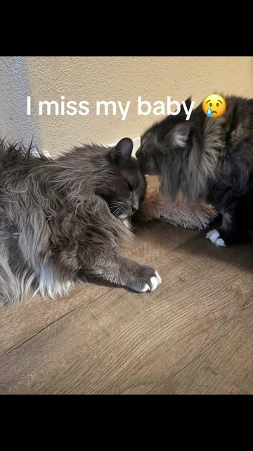 @Sonnyboy 🐈 Staci RN