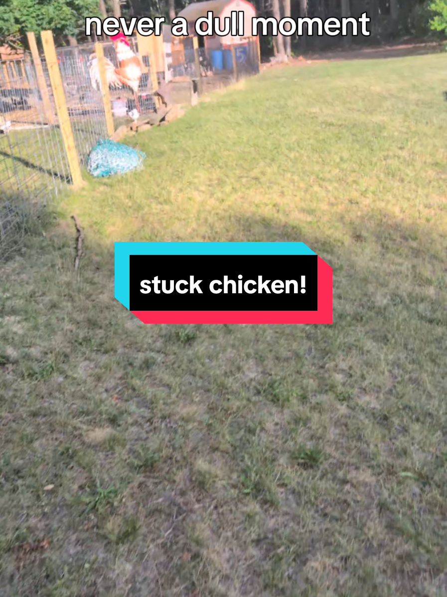 @Chickens & Bullies
