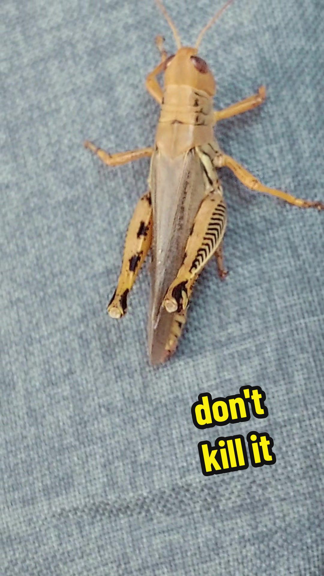 @Crotal Karma