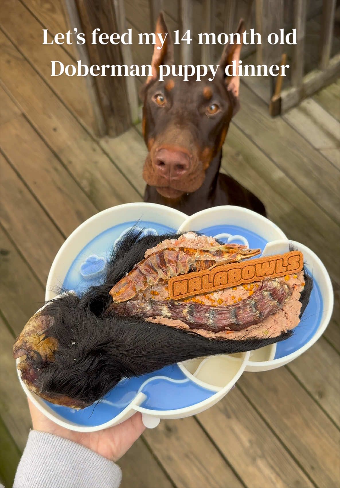 @Nala the Doberman