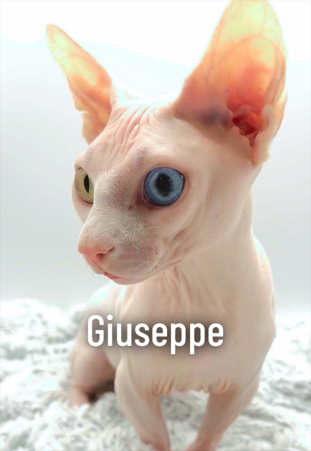 @Boba’s Buds Minskin Cats