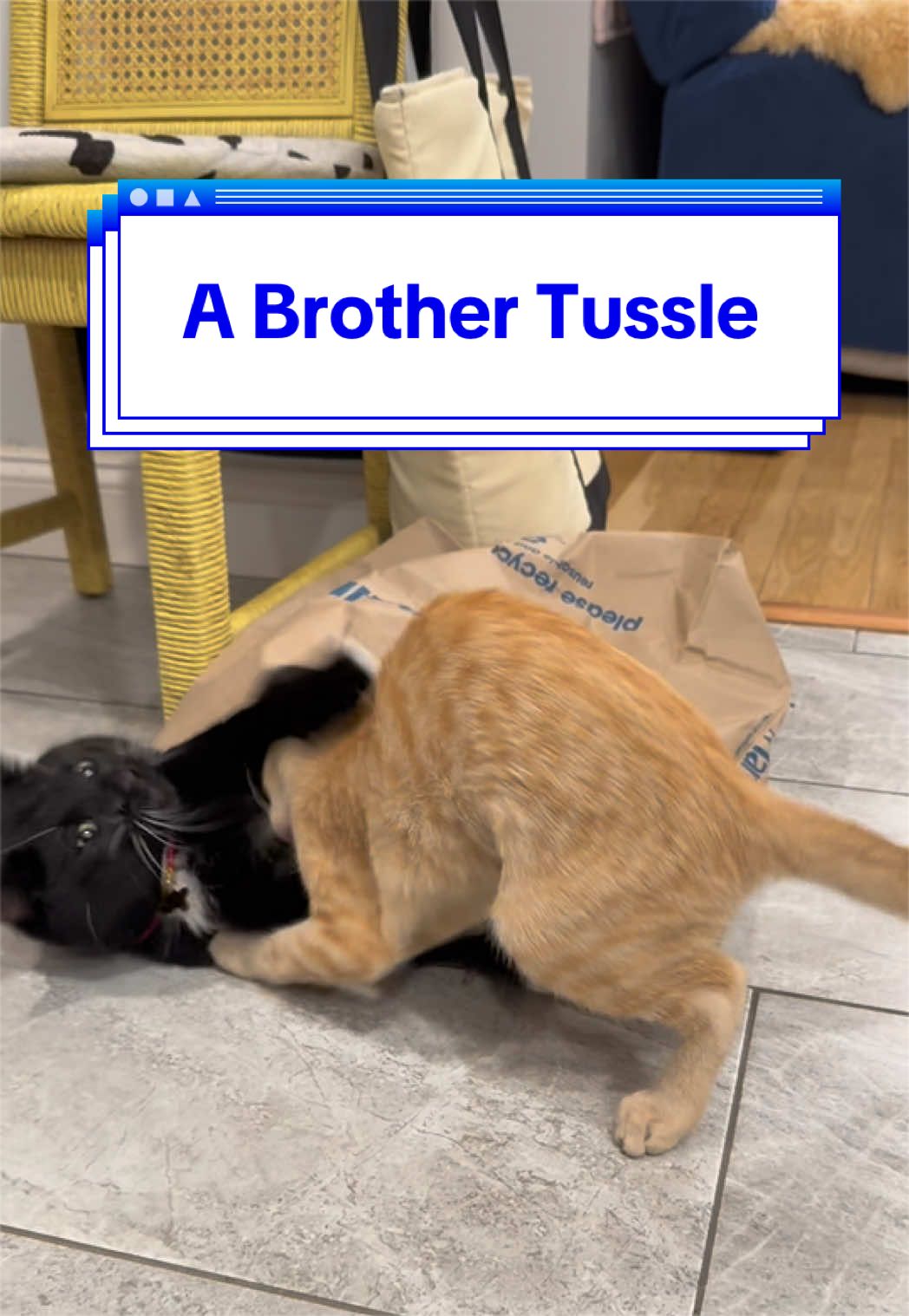 @loubert_the_cat