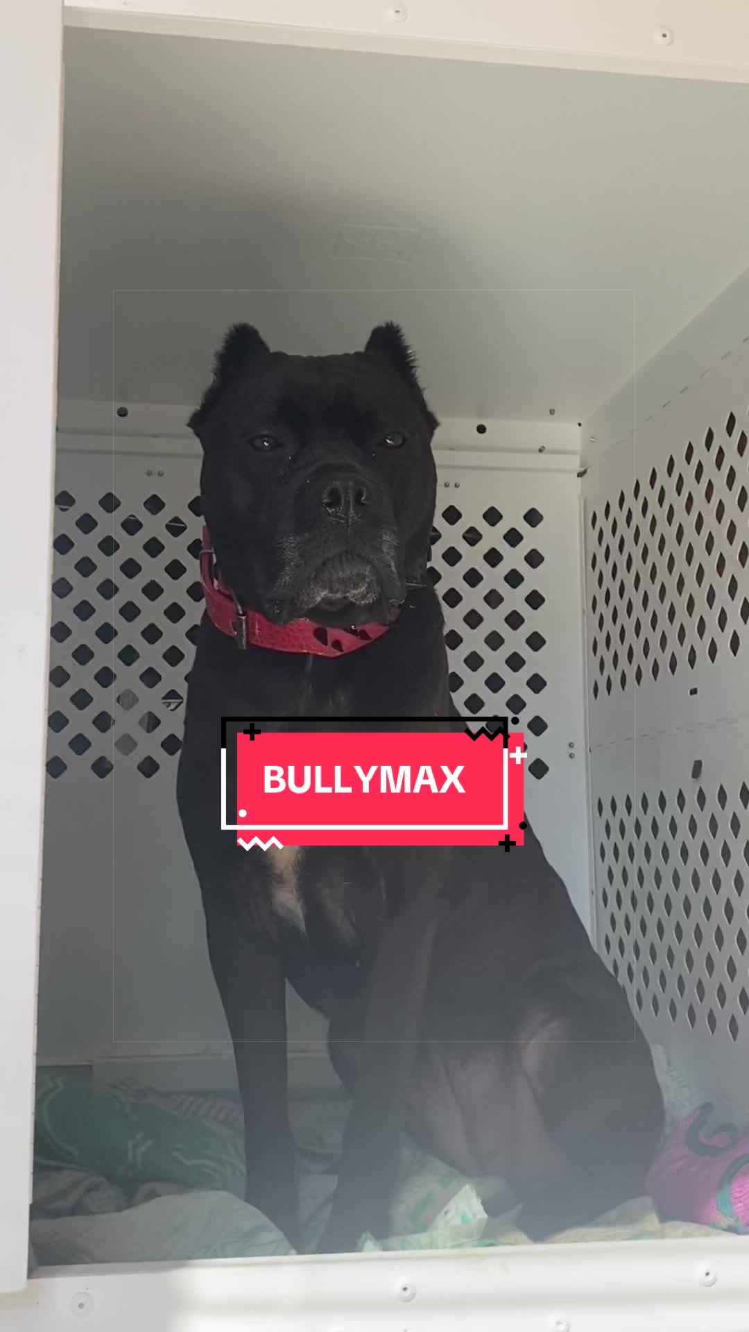 @Medusa