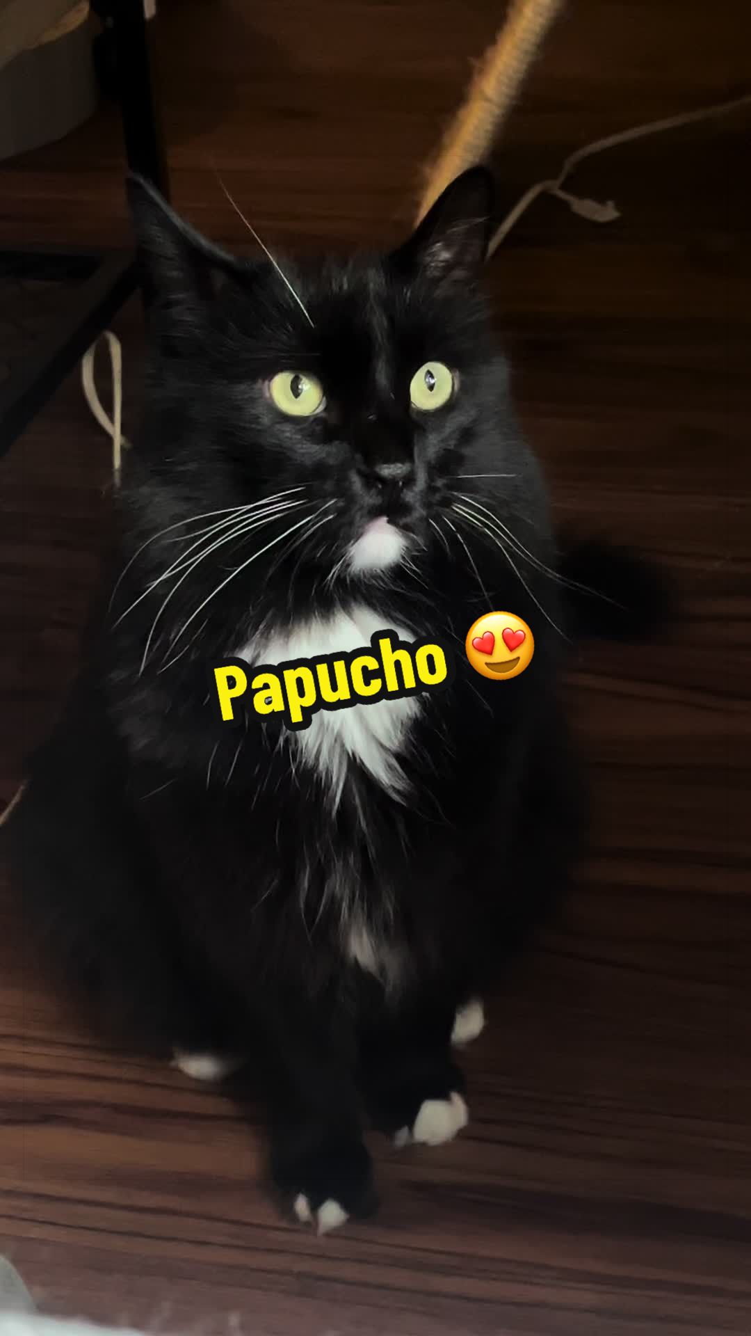 @🦖 MEOWassic World 🌎