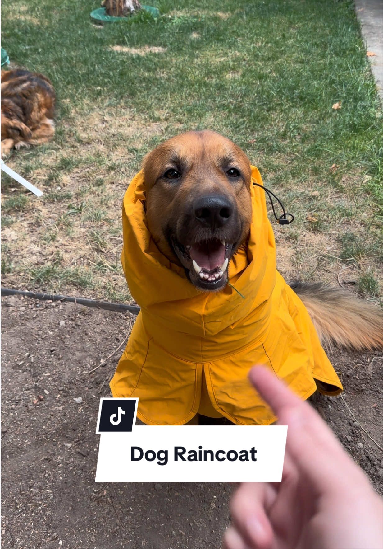 @lifewithgoldenshepherds