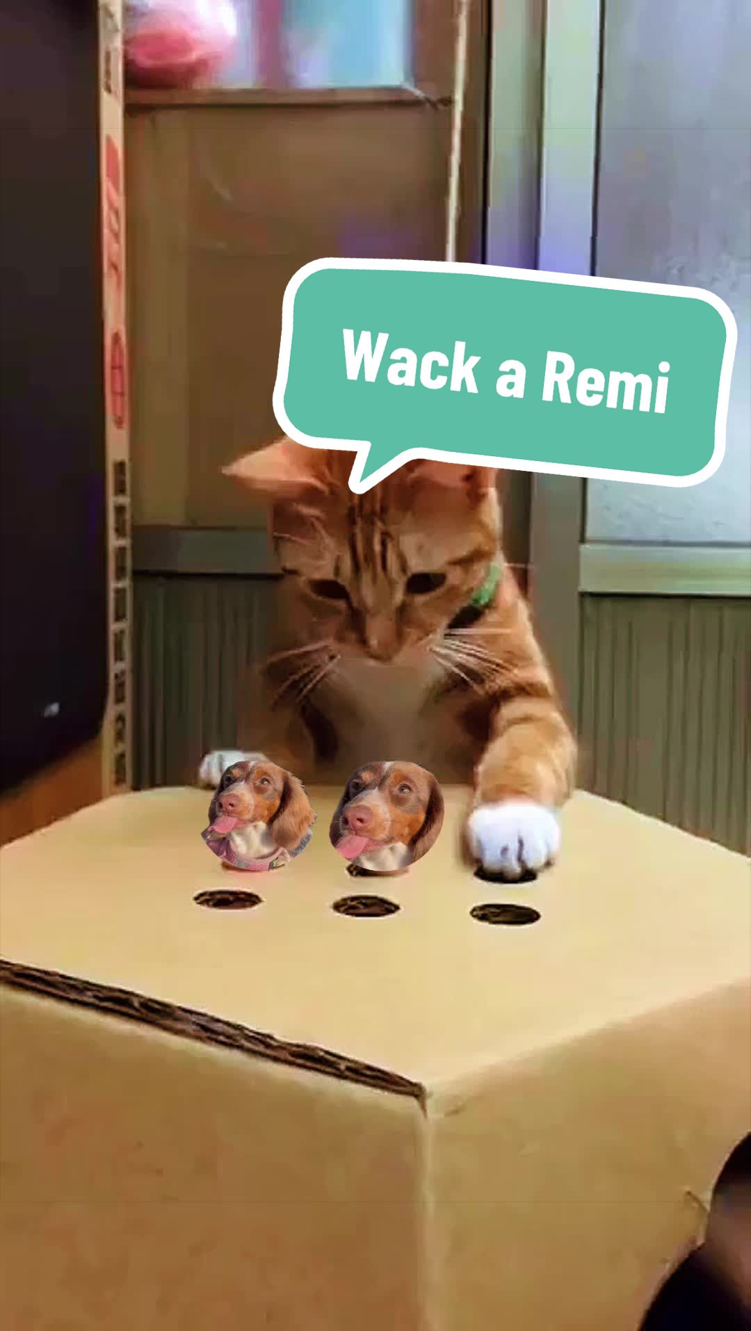 @Remi&rsquo;s Waggy Tales