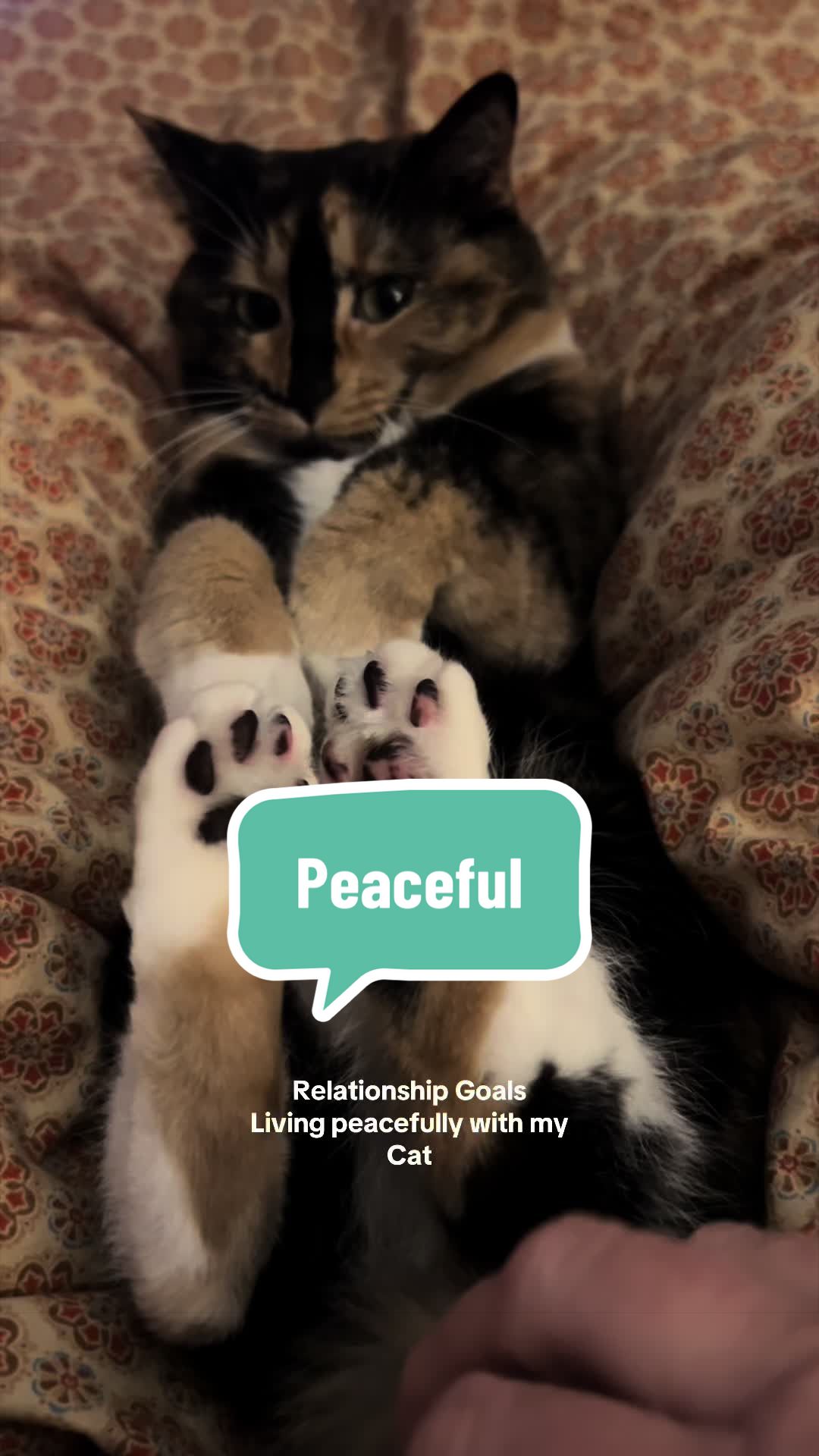 @SnickersTheSmilingCat
