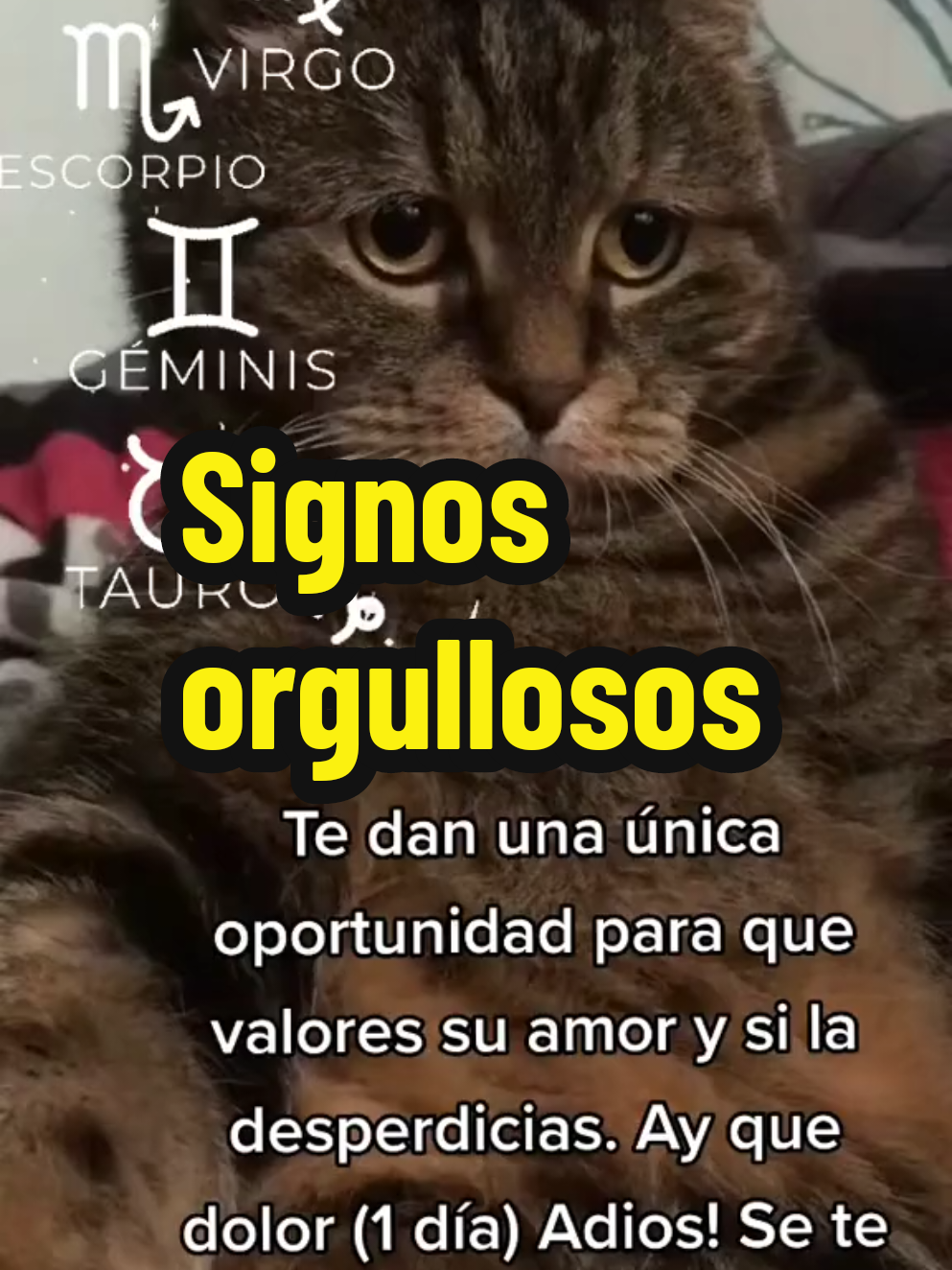 @SanLuzBell
