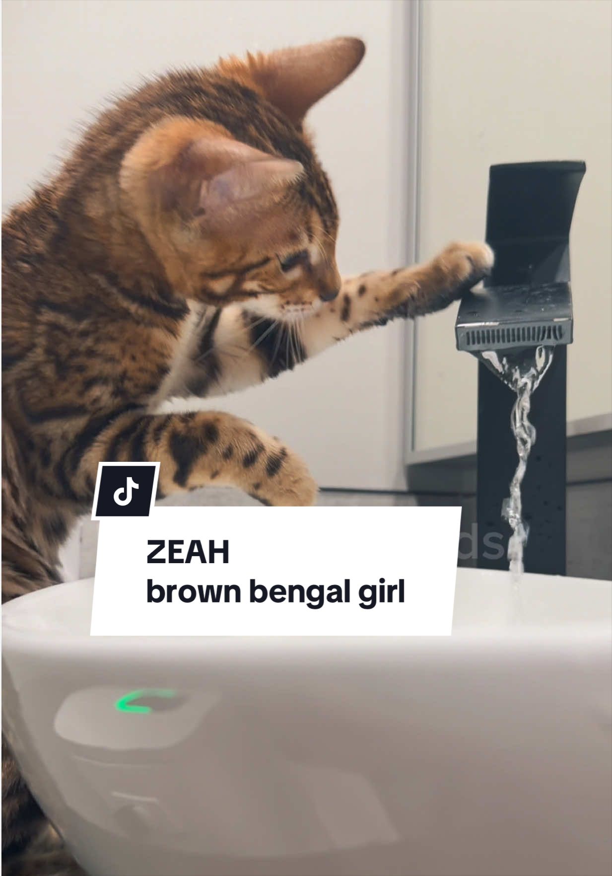 @BENGALÍ LEOPARDS