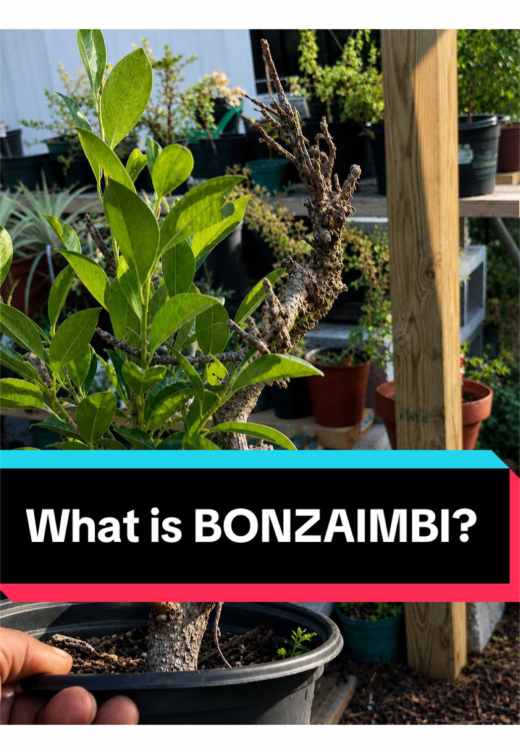 @BONZÁIMBI™️⛩️