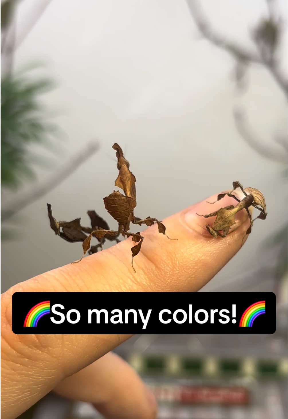 @Mythic Mantis