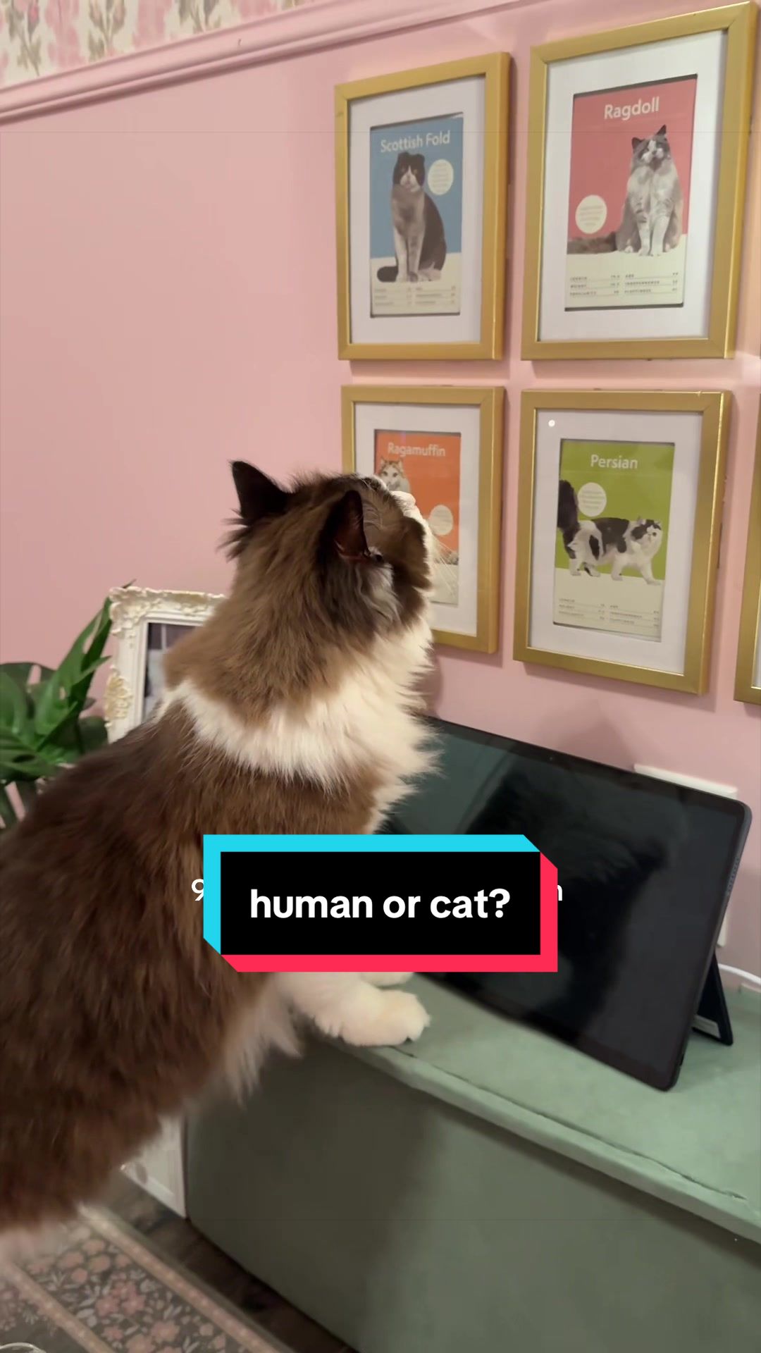 @Meredith Ragdoll Cat