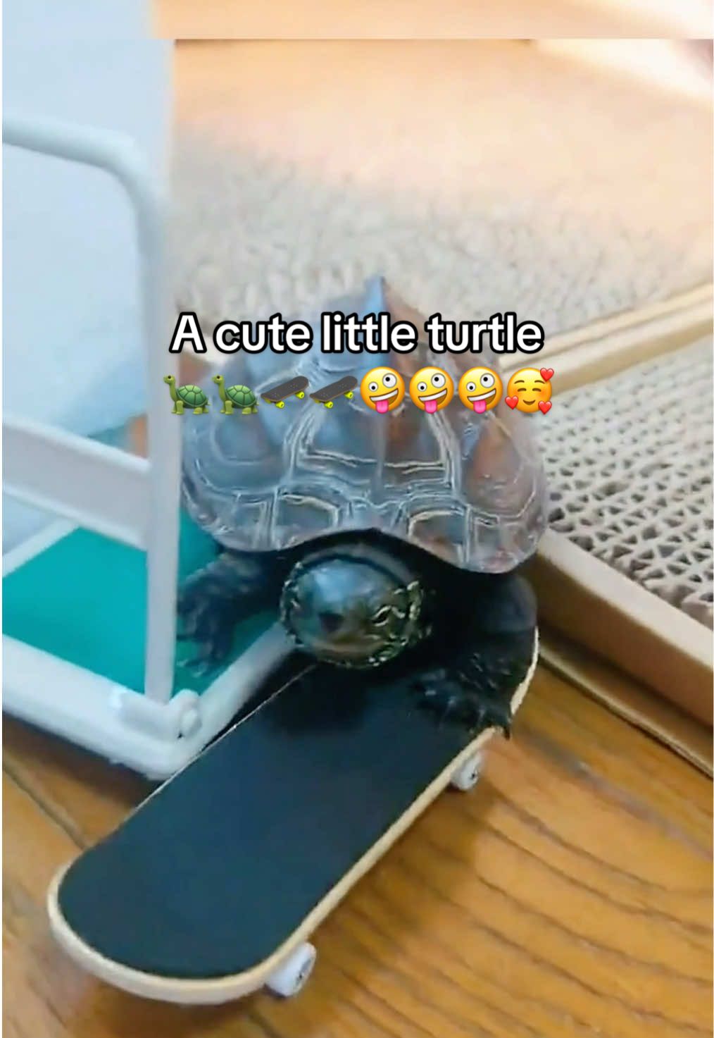 @Mr. Turtle