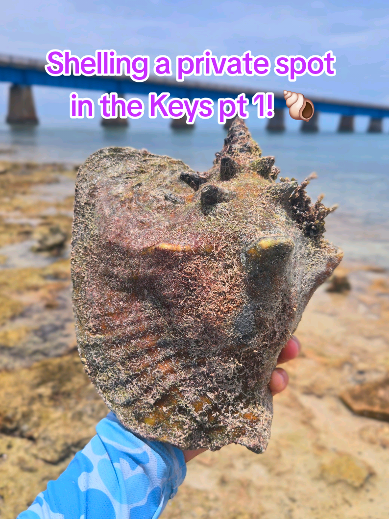@The Seashell Mermaid ๐