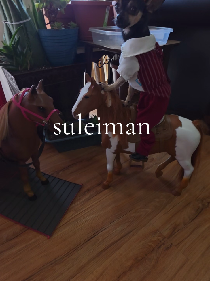 @suleiman 🐕