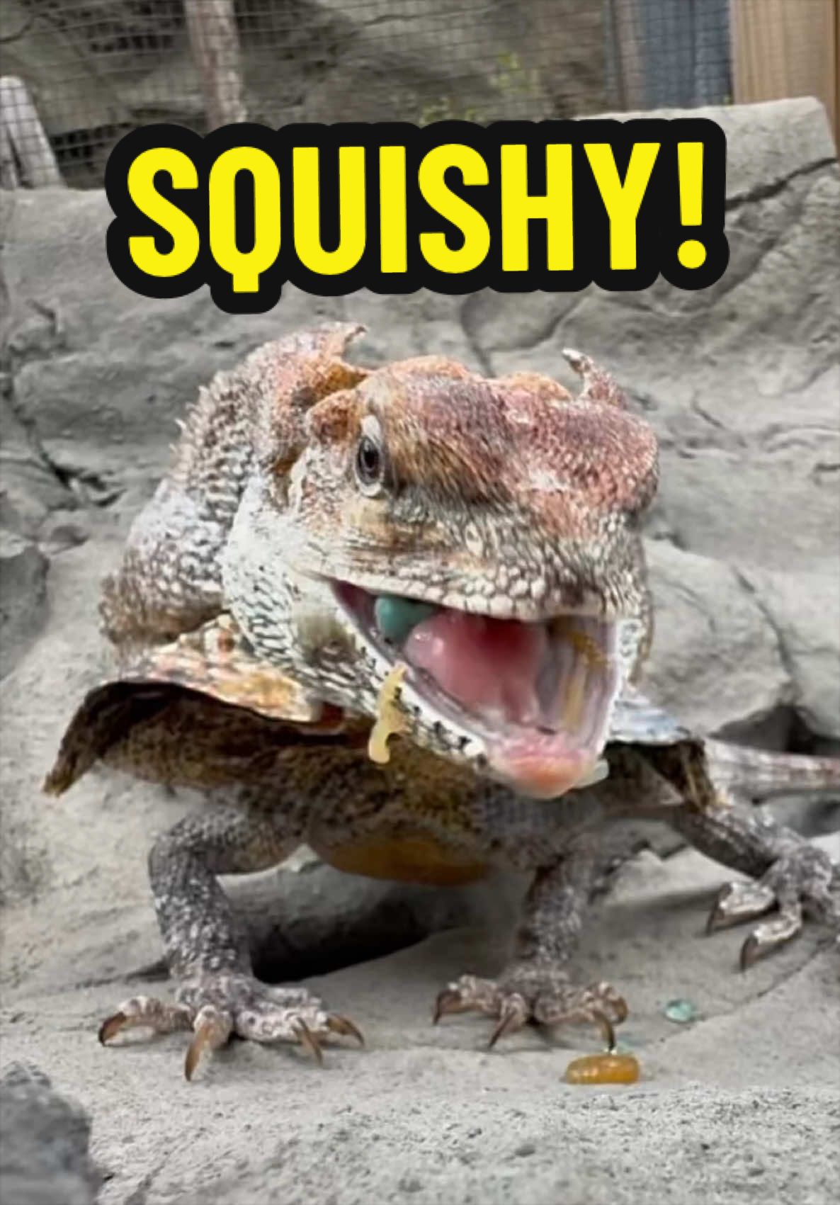 @Tommys_reptiles