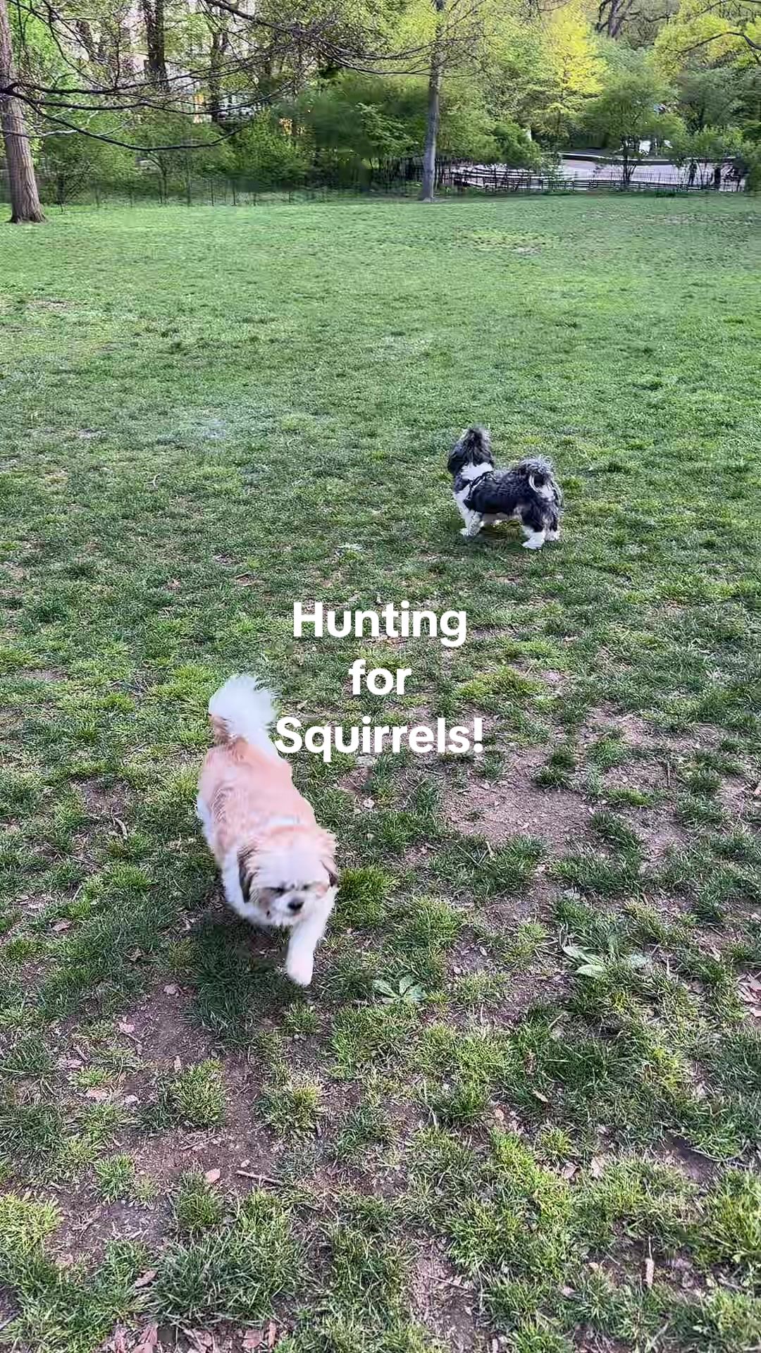 @luluandlola