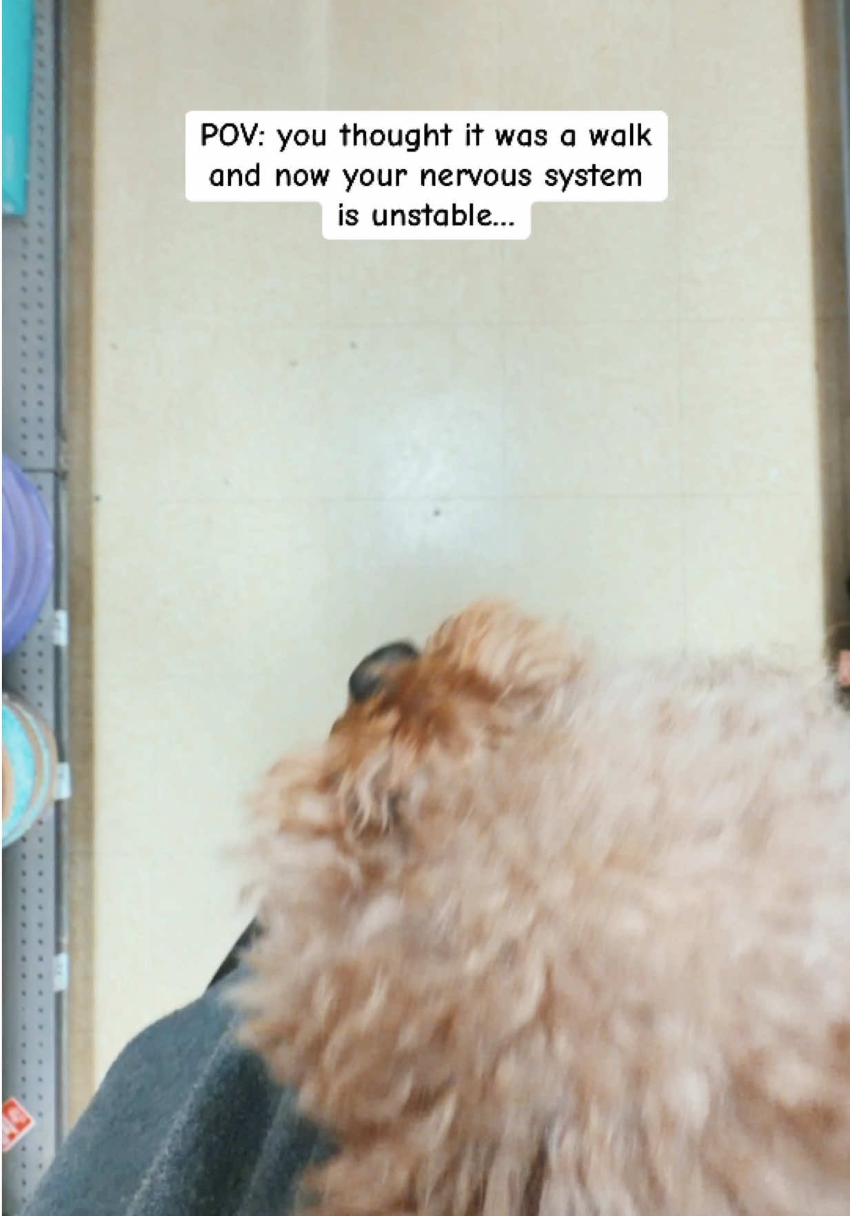 @Poodle Boy Teddy