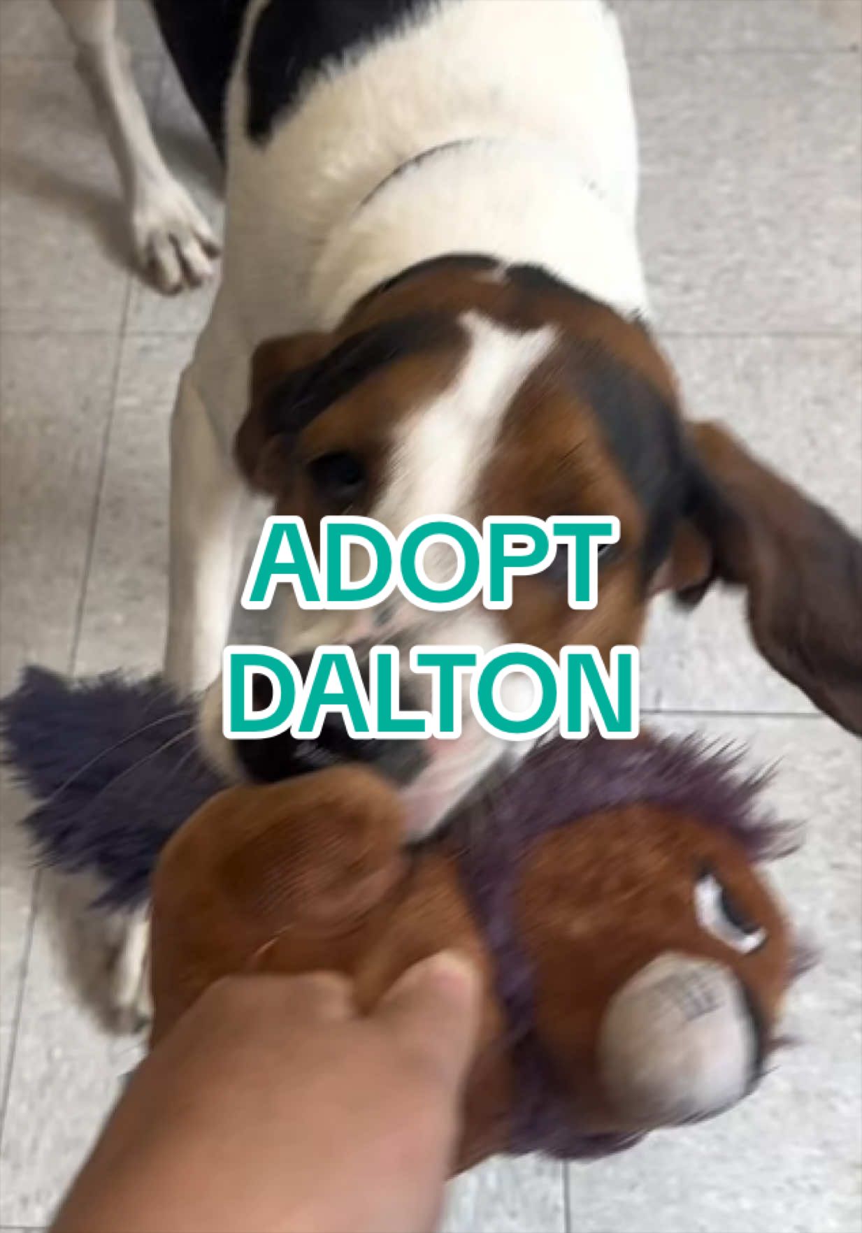 @Adopt a Pet