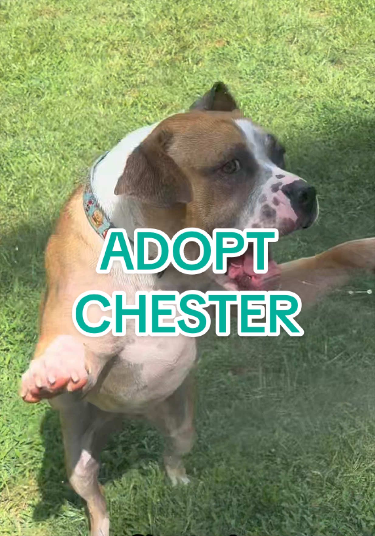 @Adopt a Pet