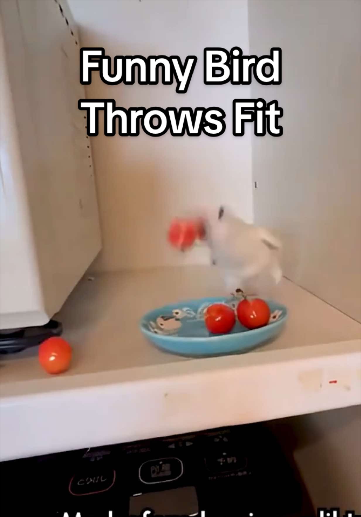 @The Pet Collective
