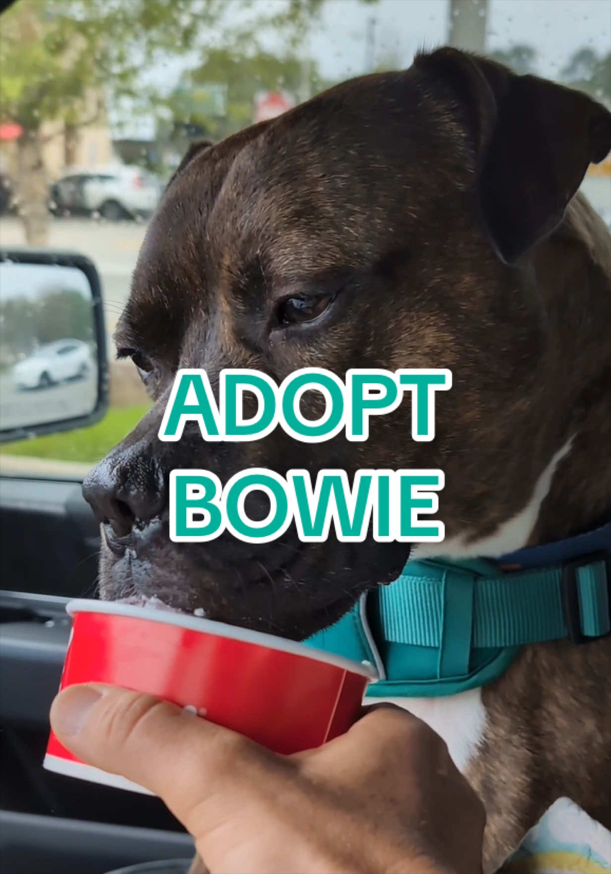 @Adopt a Pet