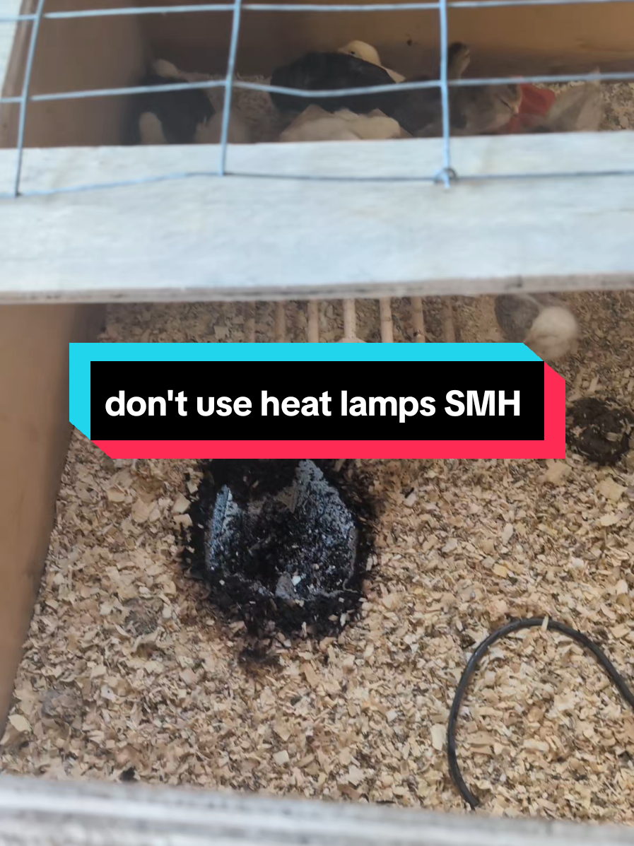 @Chickens & Bullies