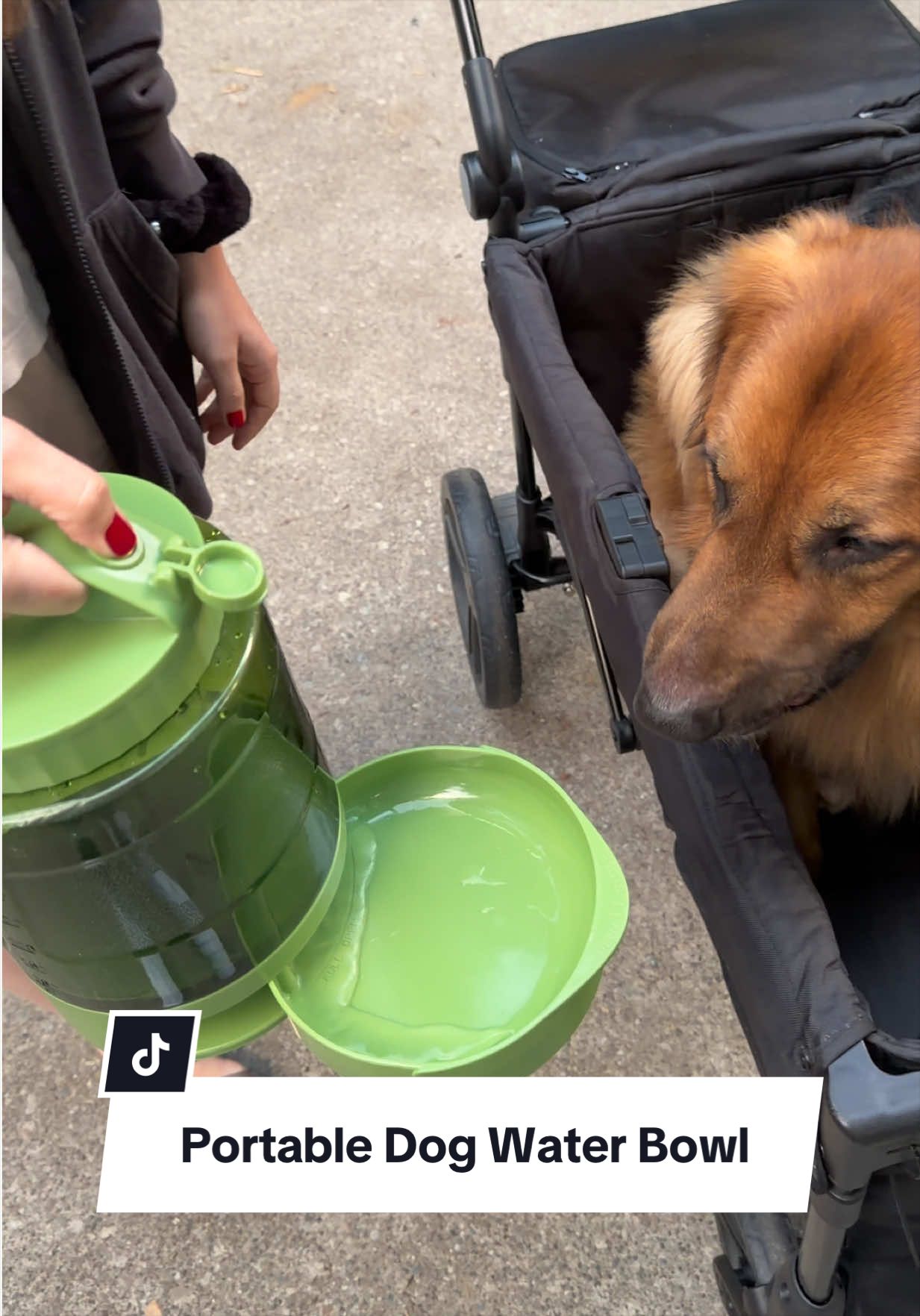 @lifewithgoldenshepherds