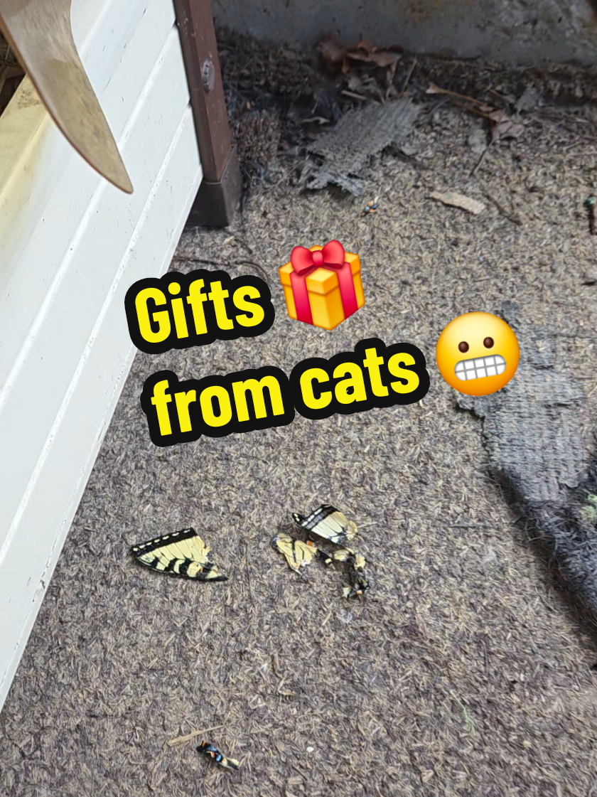 @tiny_tnr_tigers