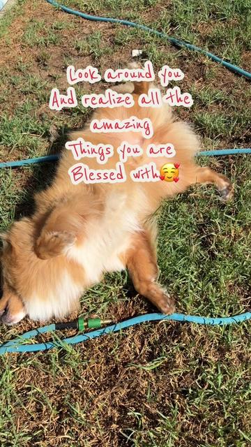 @Hedwig 💕👑🐶👑💕