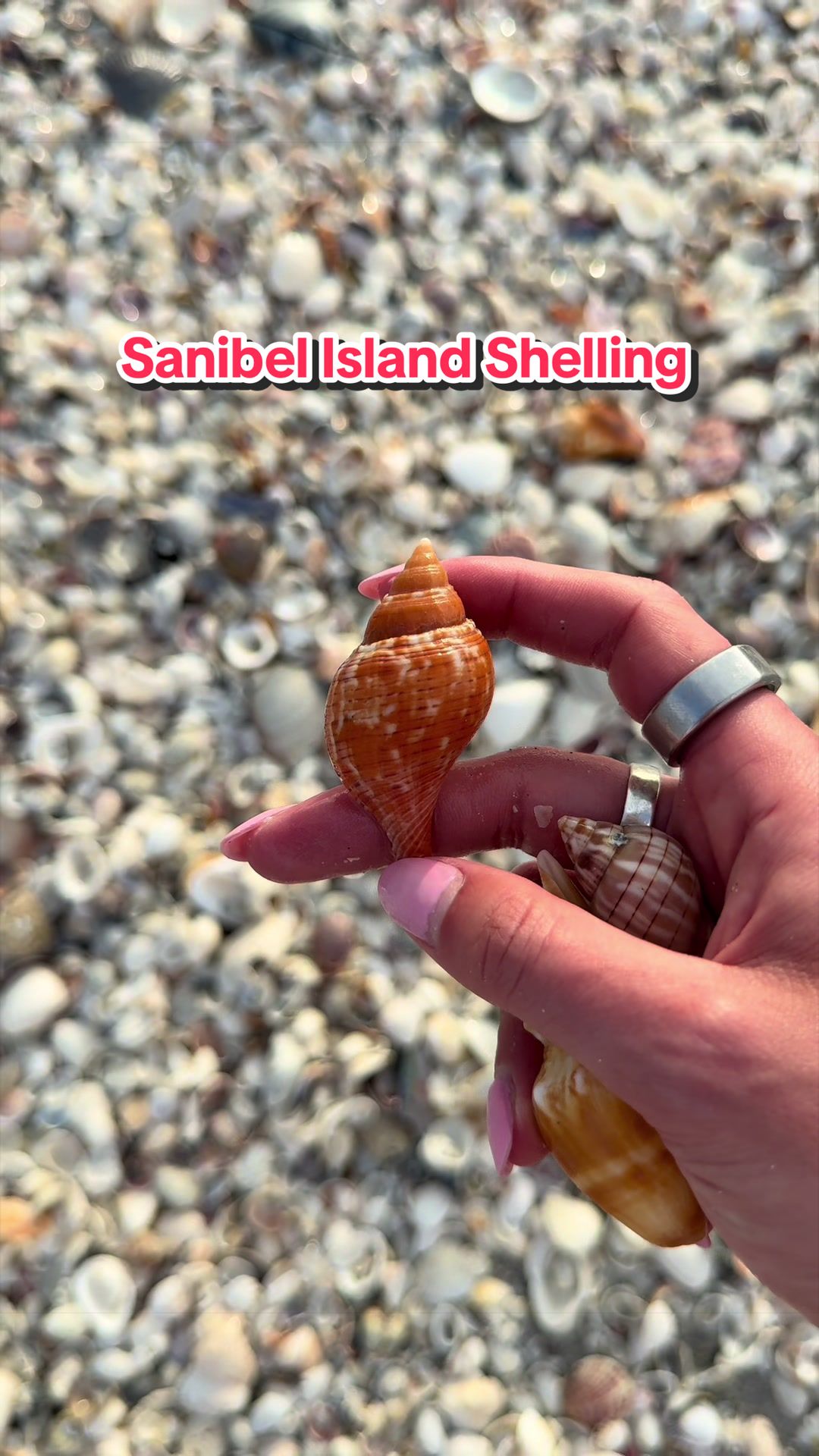 @Sanibel Sis