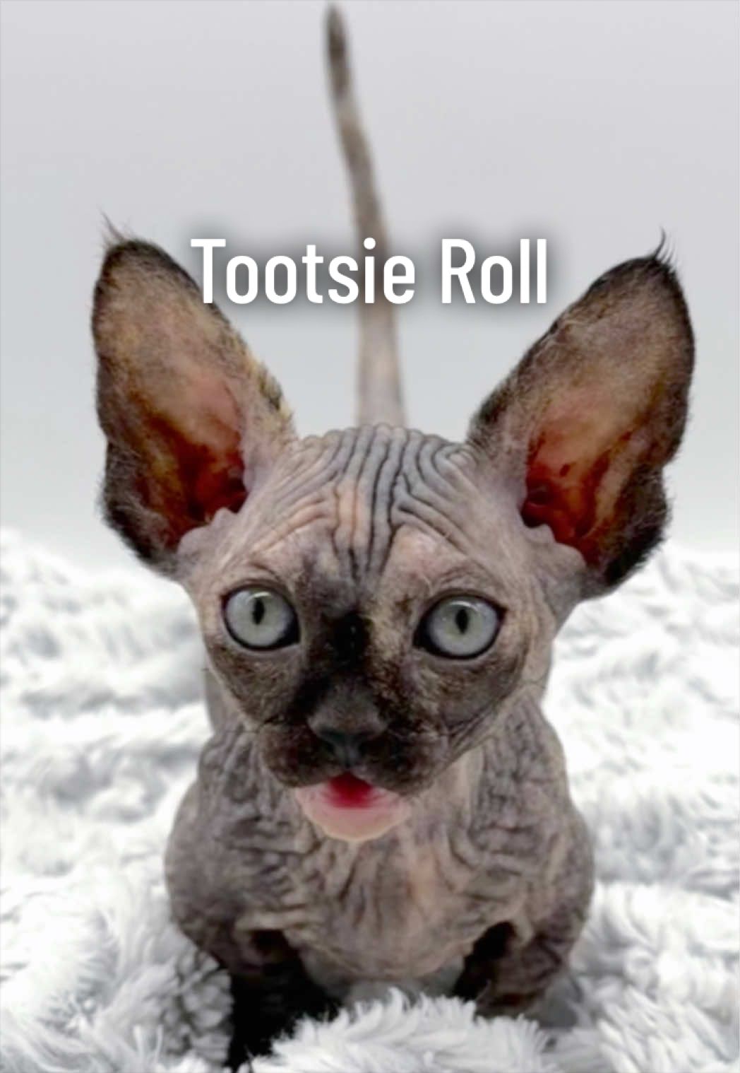 @Boba’s Buds Minskin Cats