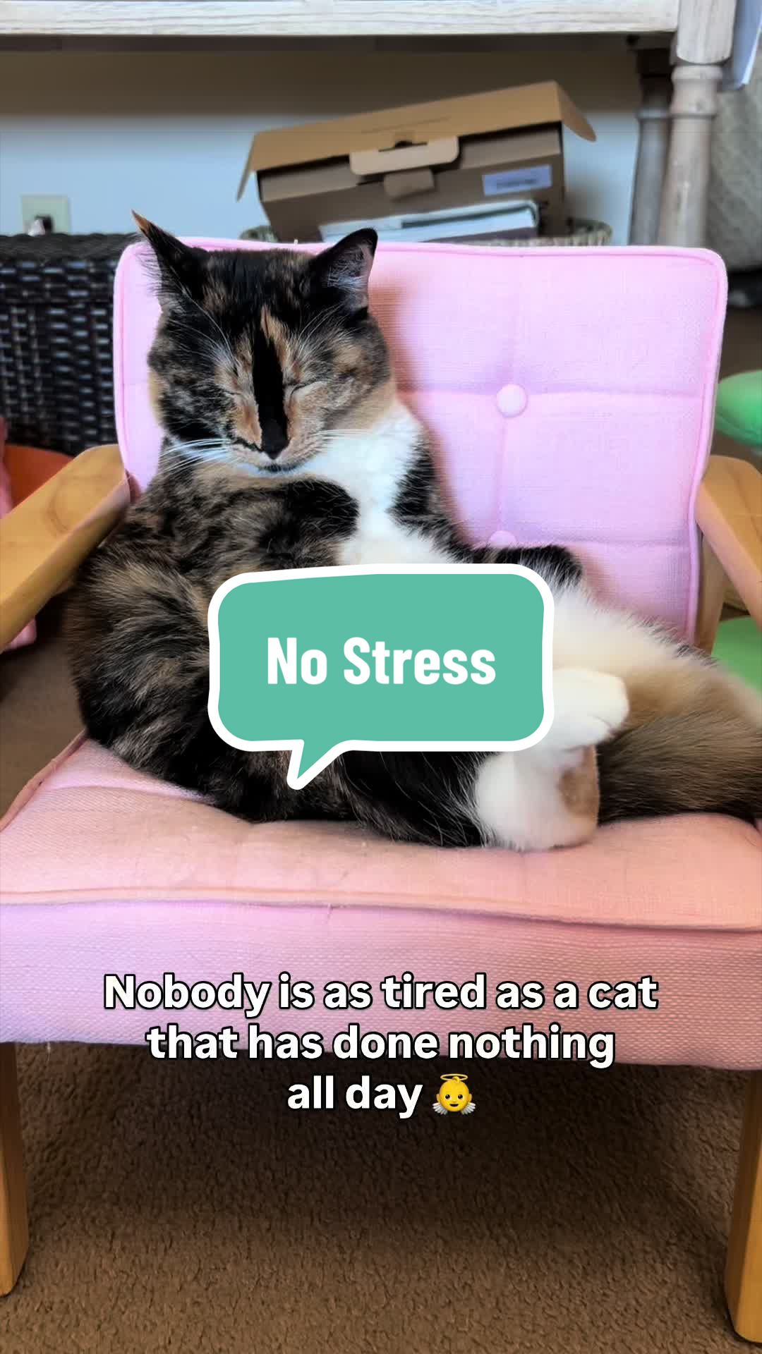 @SnickersTheSmilingCat