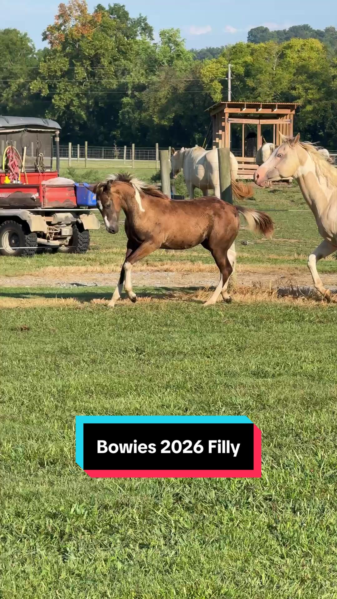 @ThePaintedAcresRanch