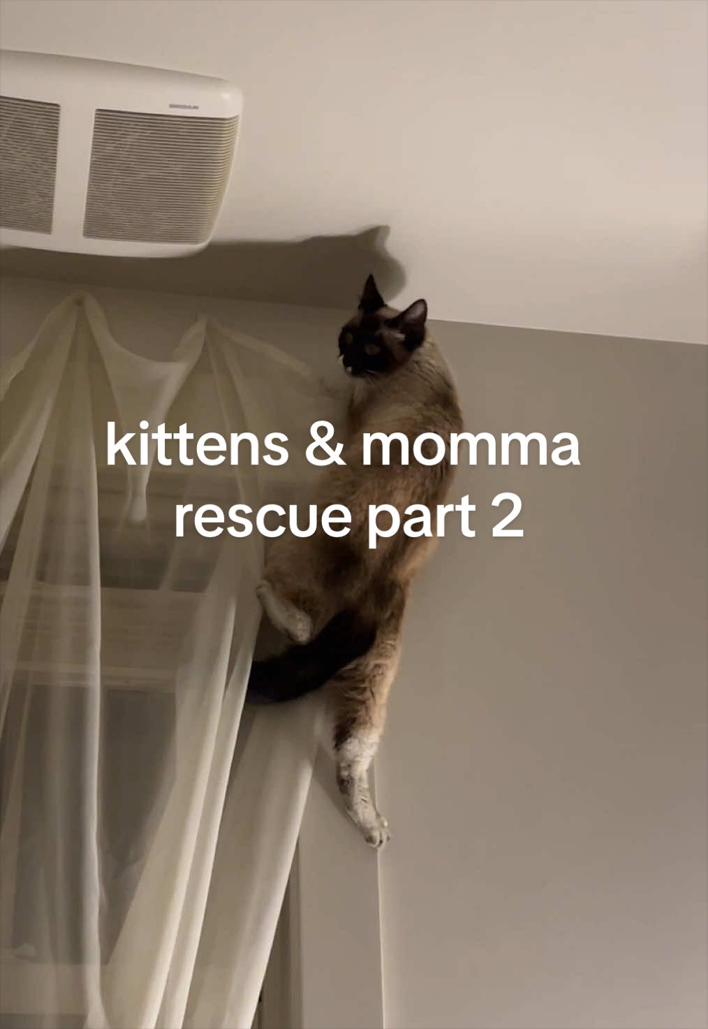 @tiana fosters cats