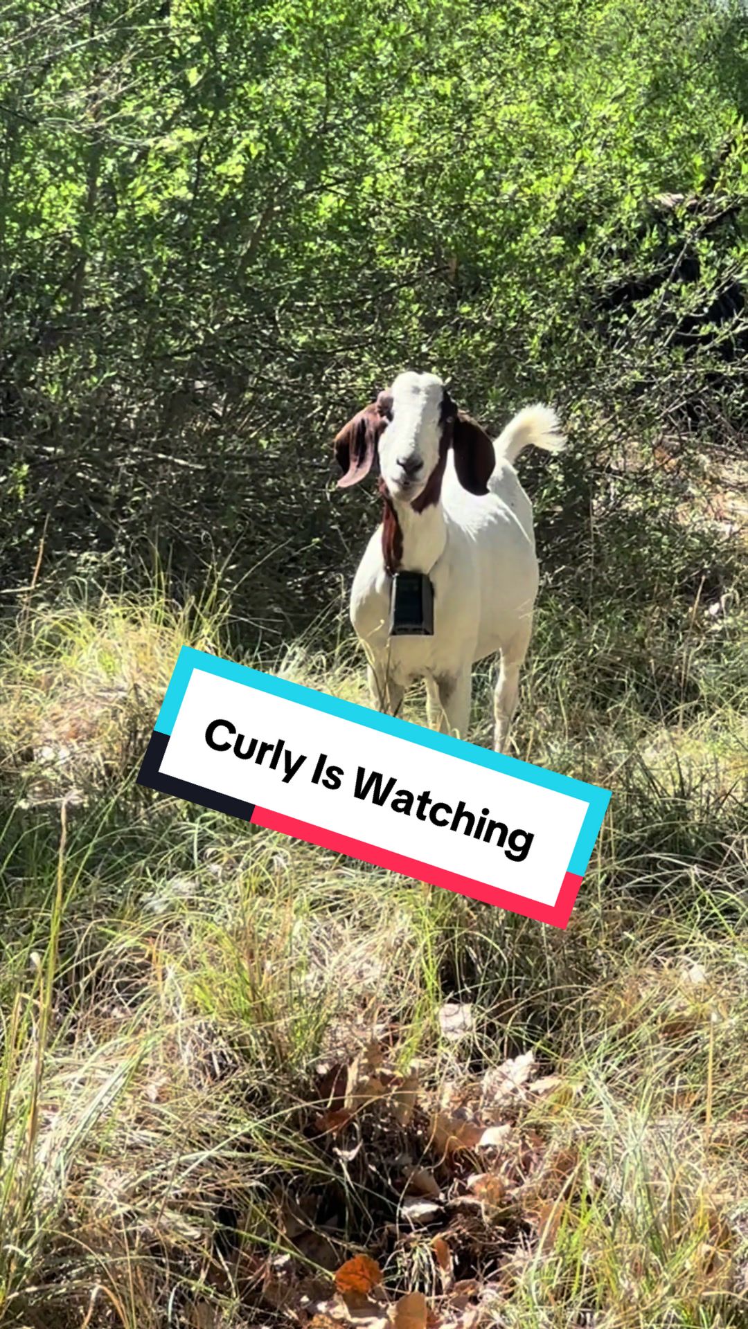 @cowboymax